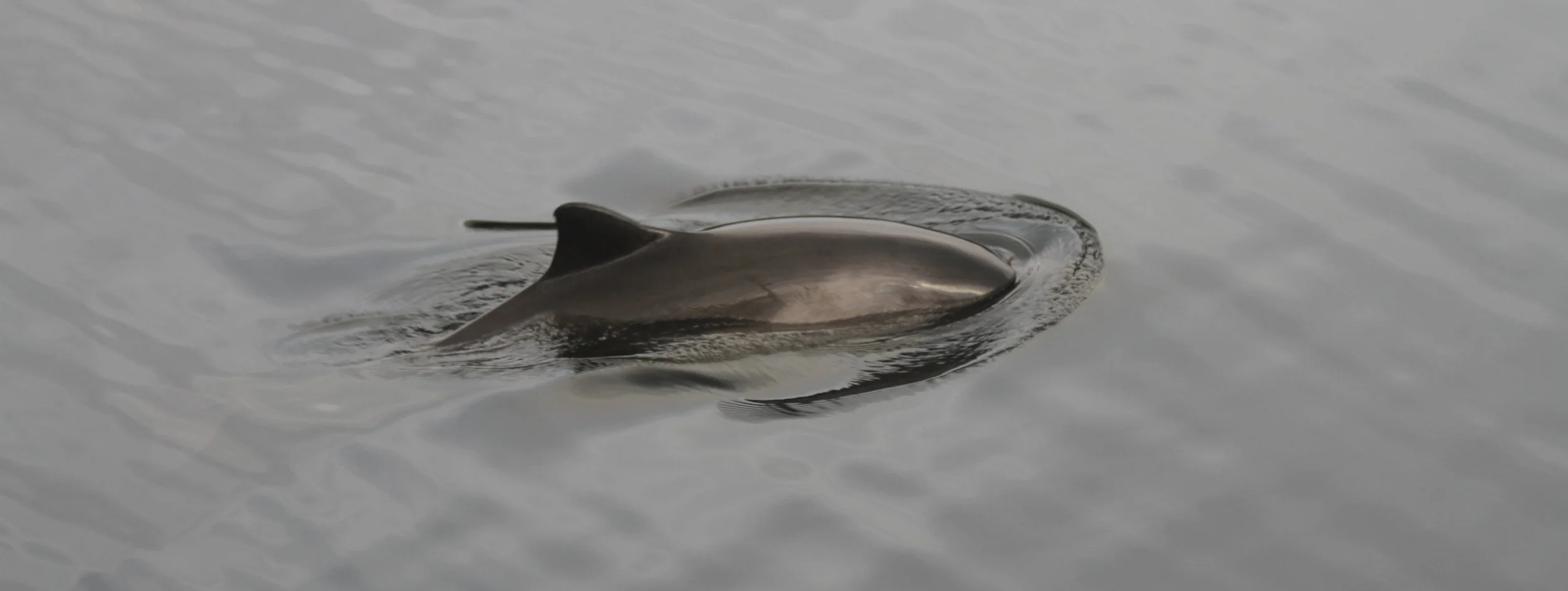 The number of harbour porpoises in Hebridean waters is amongst the highest in Europe