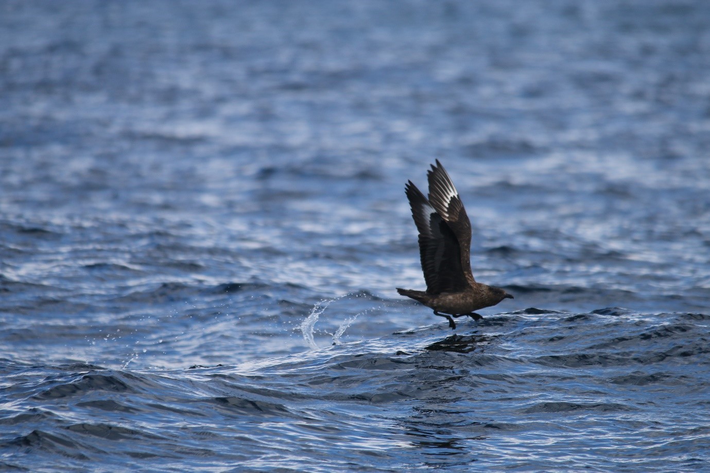 A skua on the wing