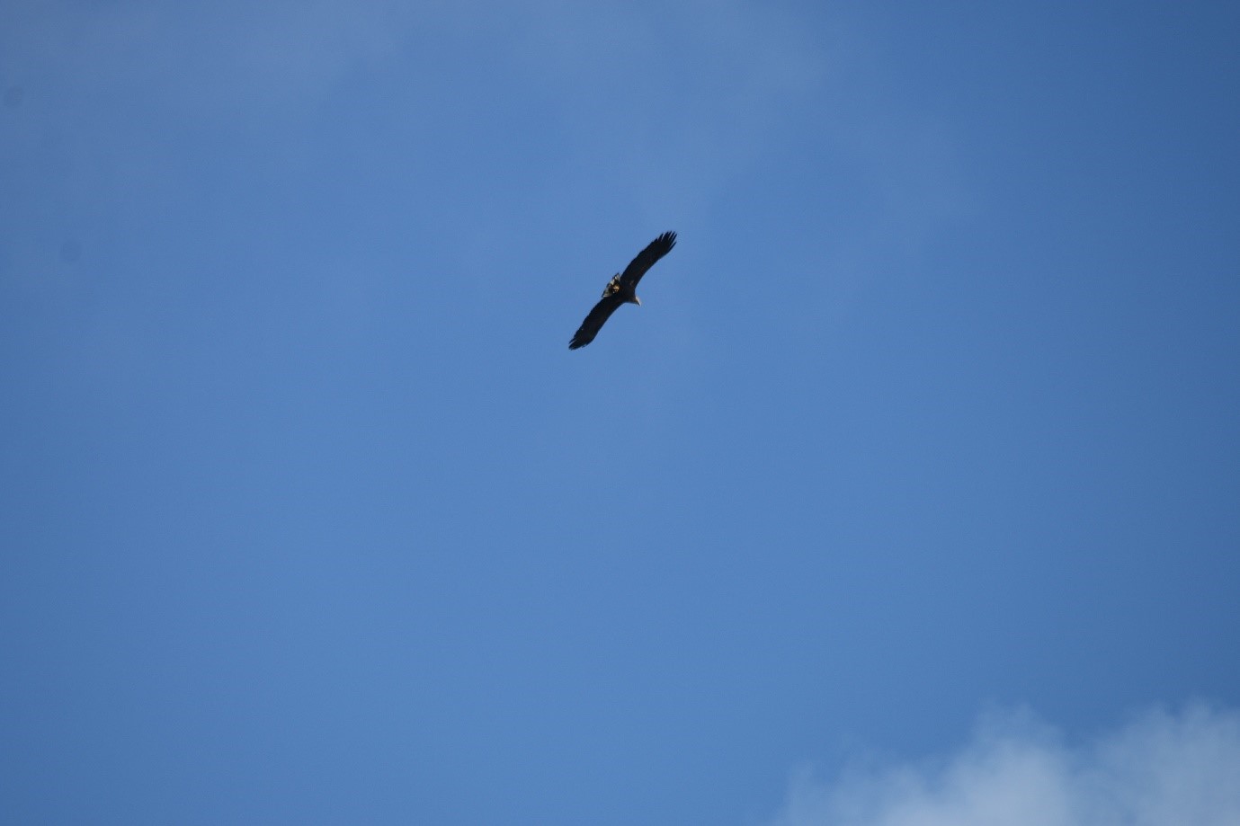 A soaring eagle against the blue sky