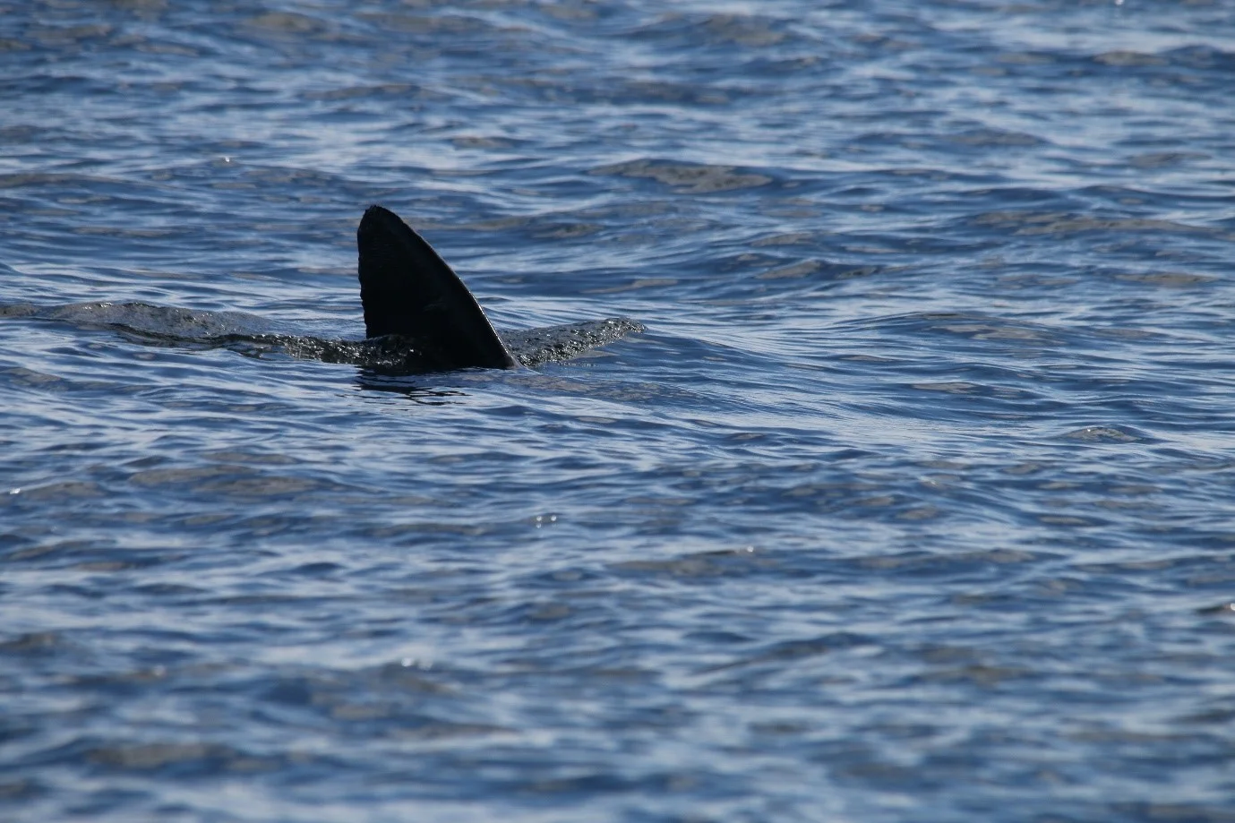 One of the basking sharks that swam past Silurian