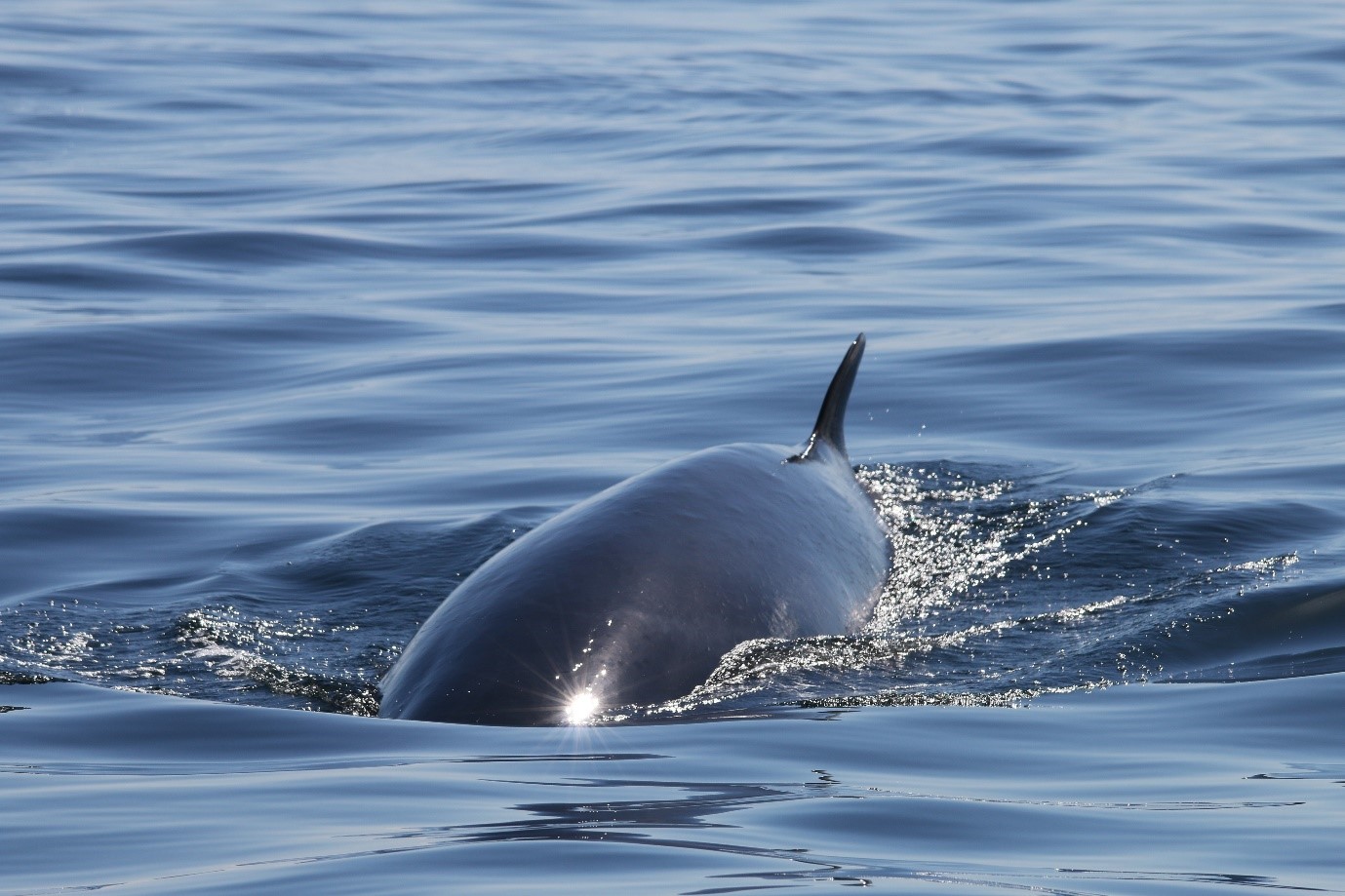 10 minke whales were recorded during the Expedition Survey