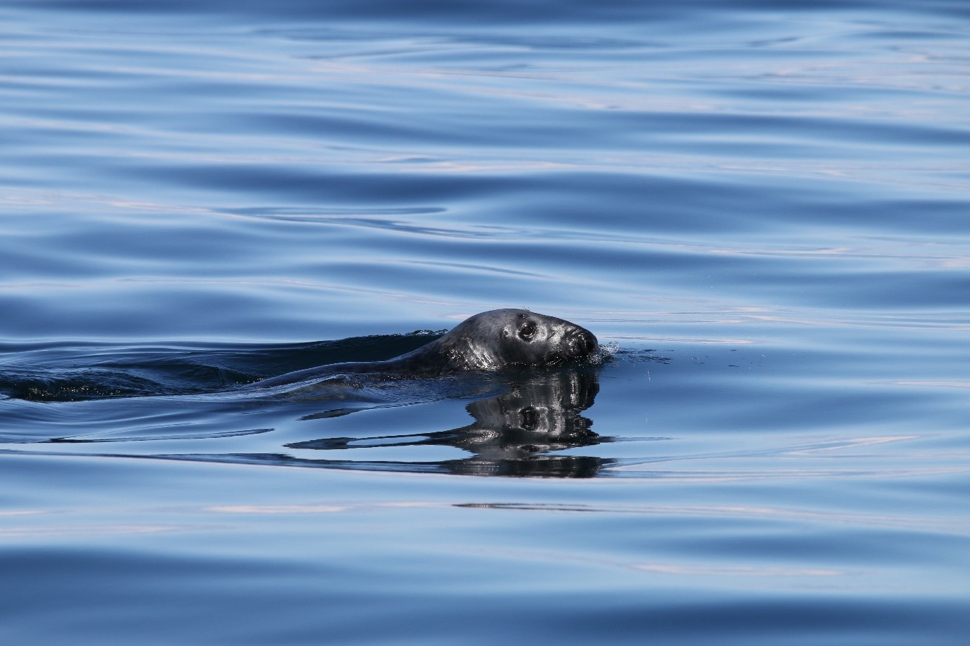 A grey seal, this species is only found in the Northern Atlantic