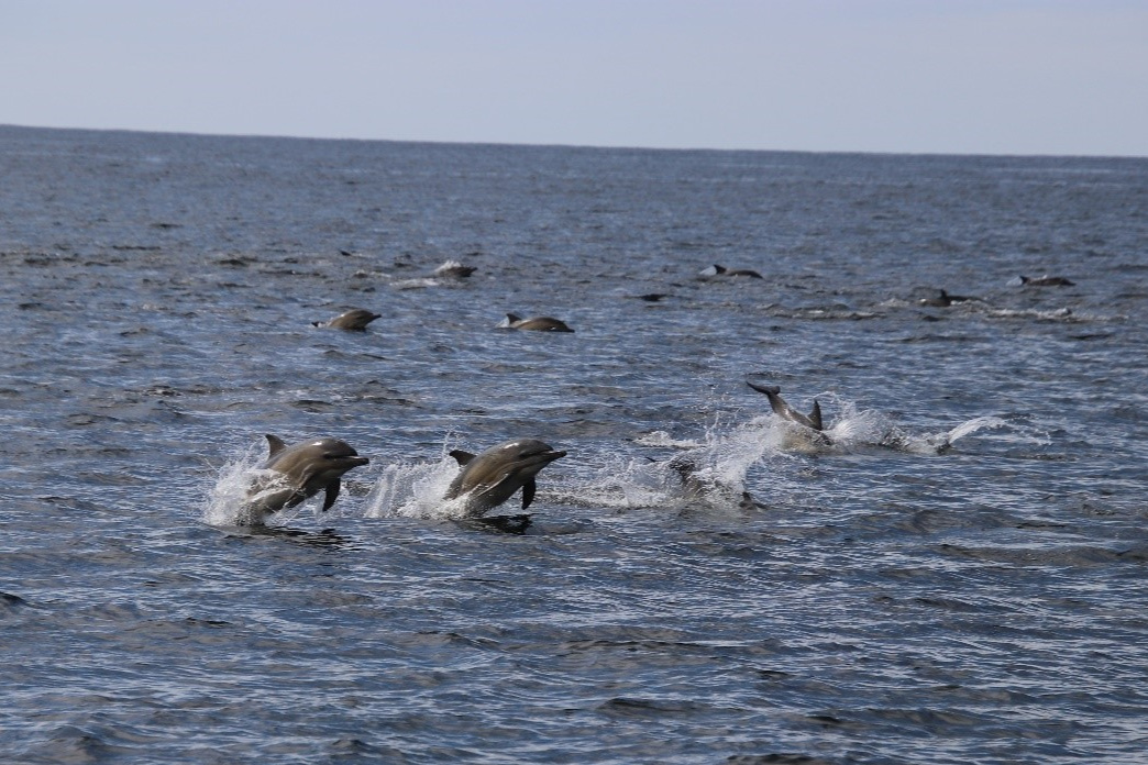  A pod of common dolphins break the surface 