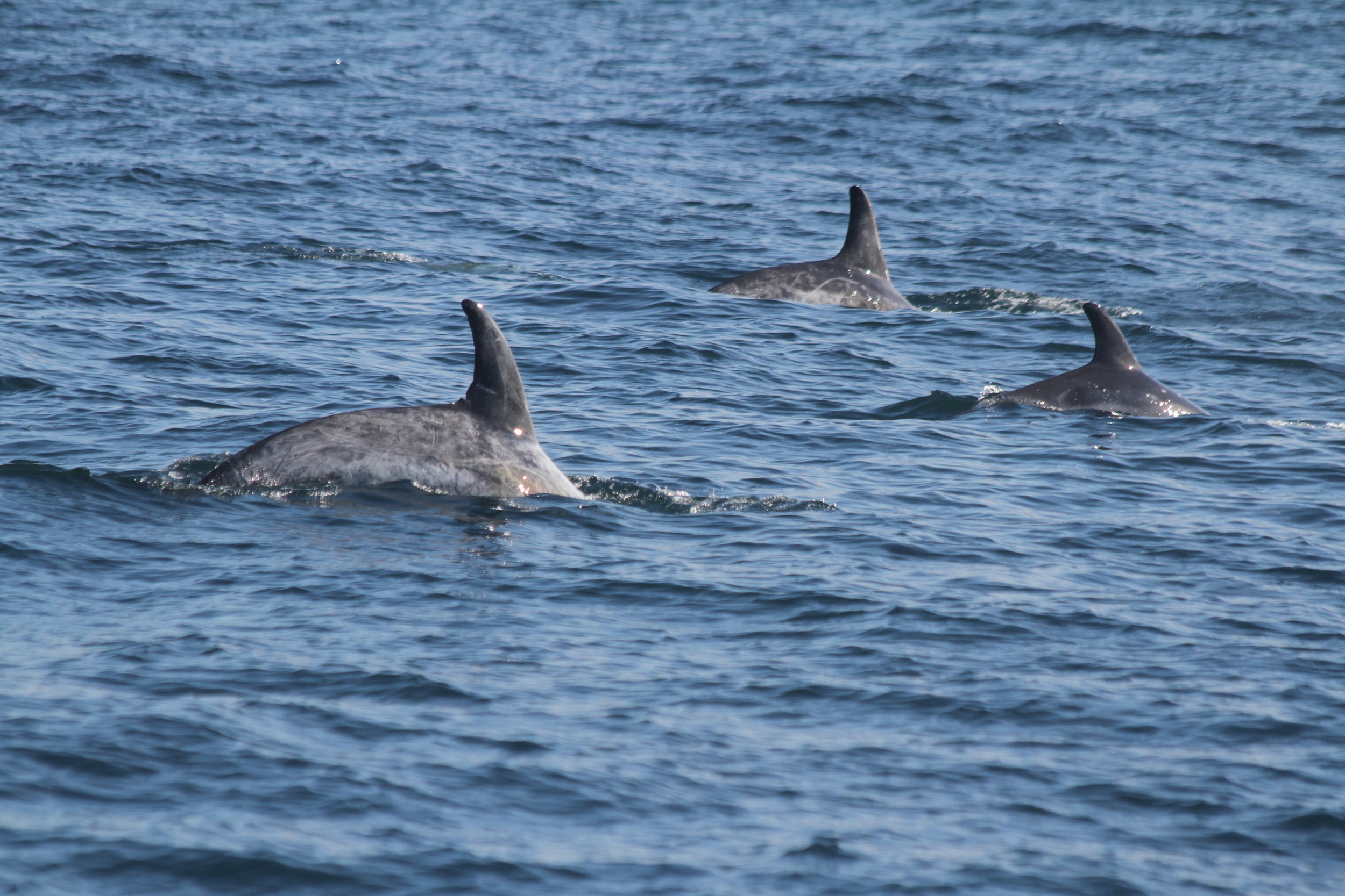 Species Galore As Silurian Surveys The Southern Reaches Of Our - 