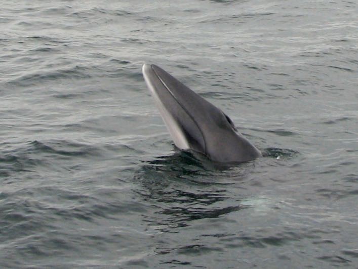 Minke whale