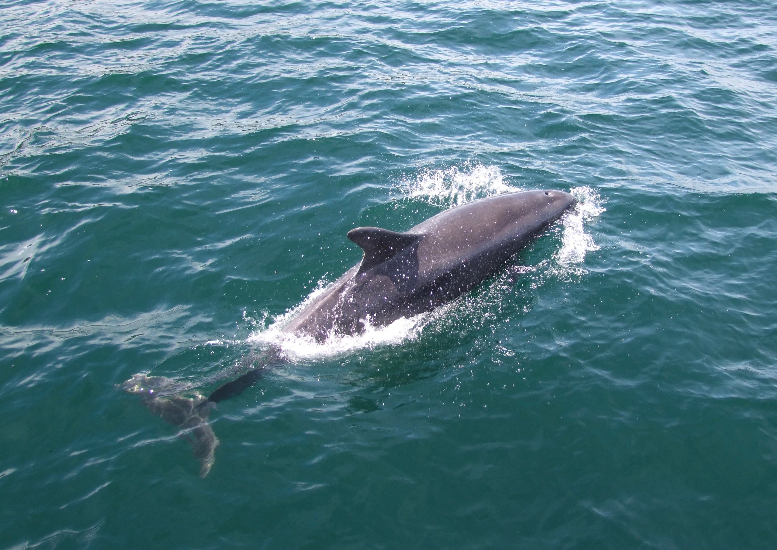 Bottlenose dolphin