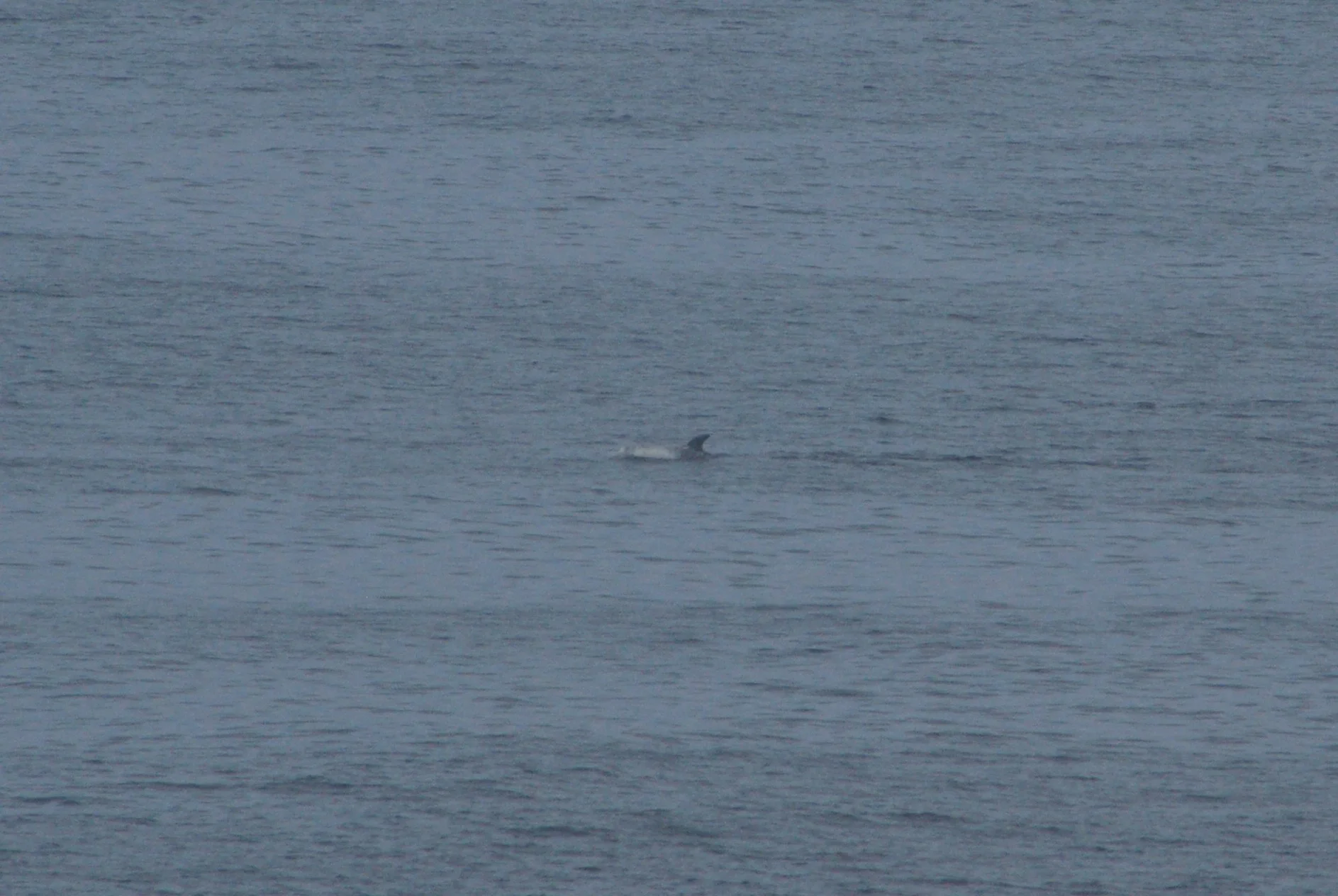Yes, trust me, that blob in the middle is a Risso's dolphin