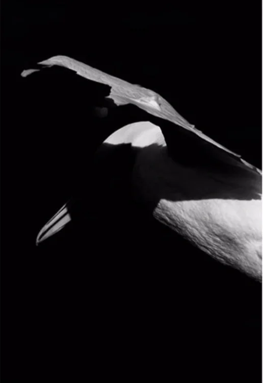 Gannet in flight