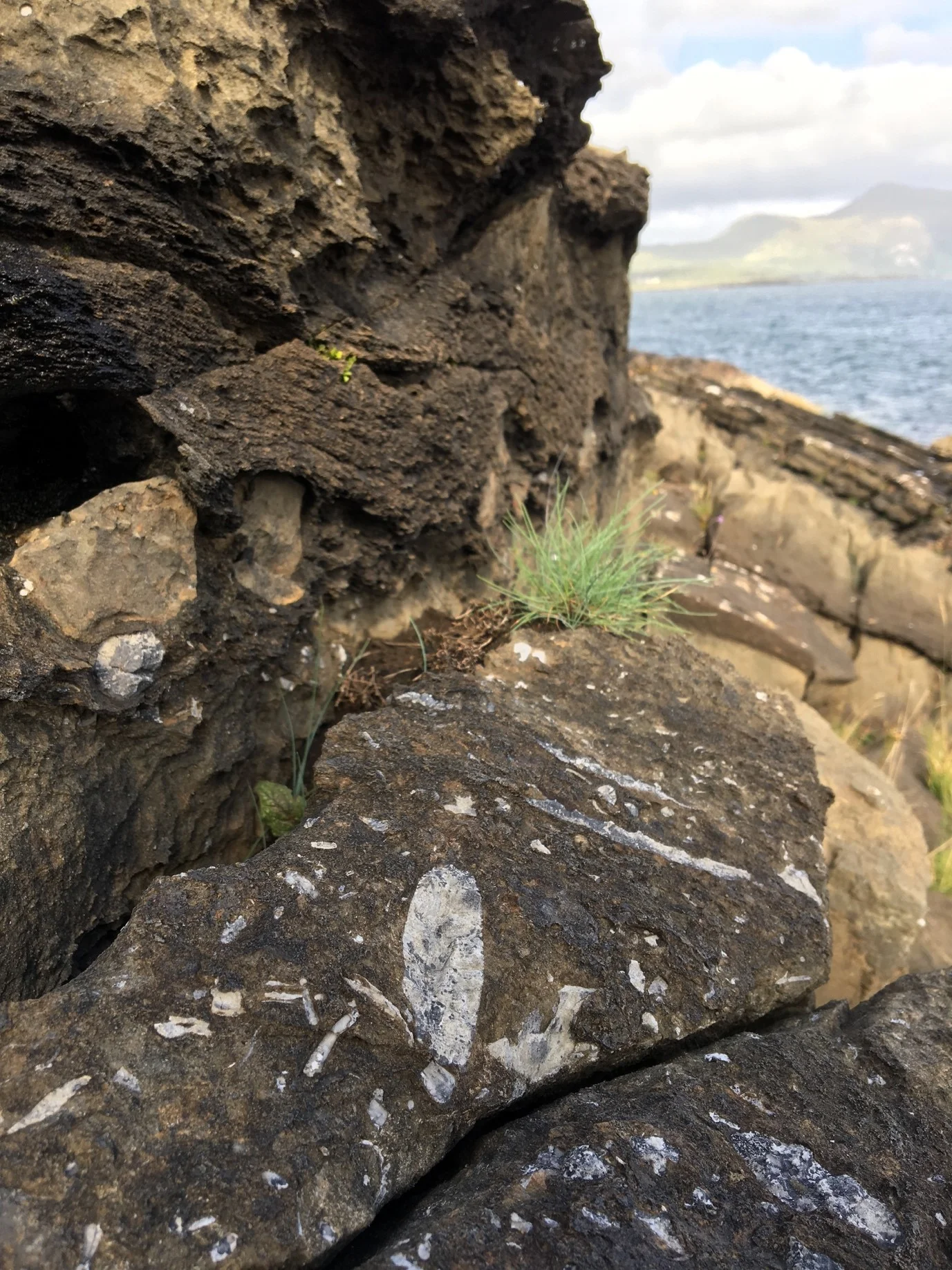 Example of fossils found on the beach, long shapes are belemnite s
