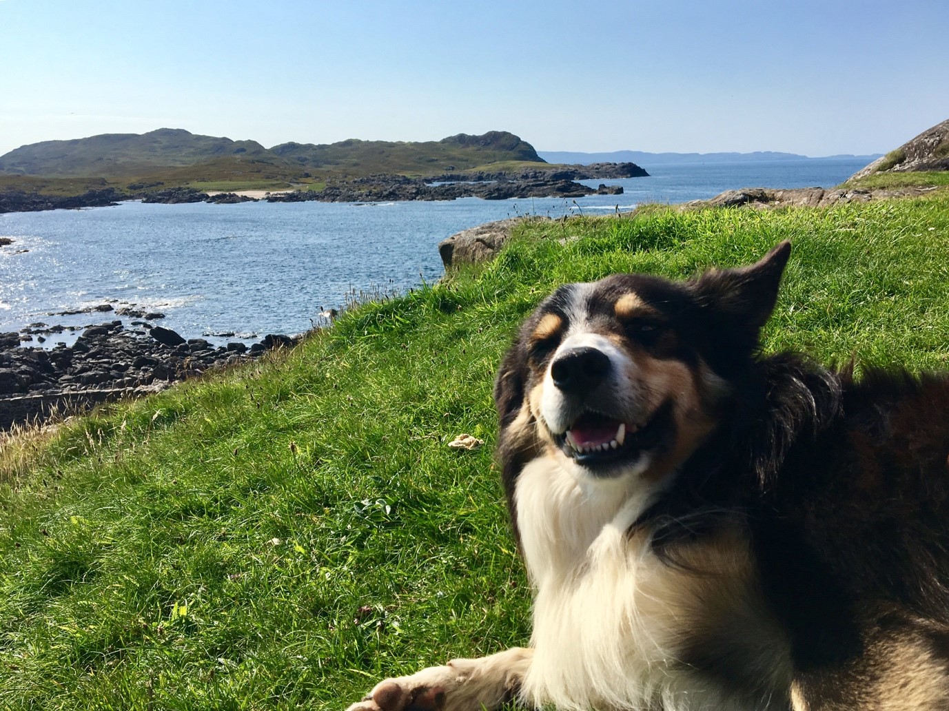  Ted enjoying attention in the sun 