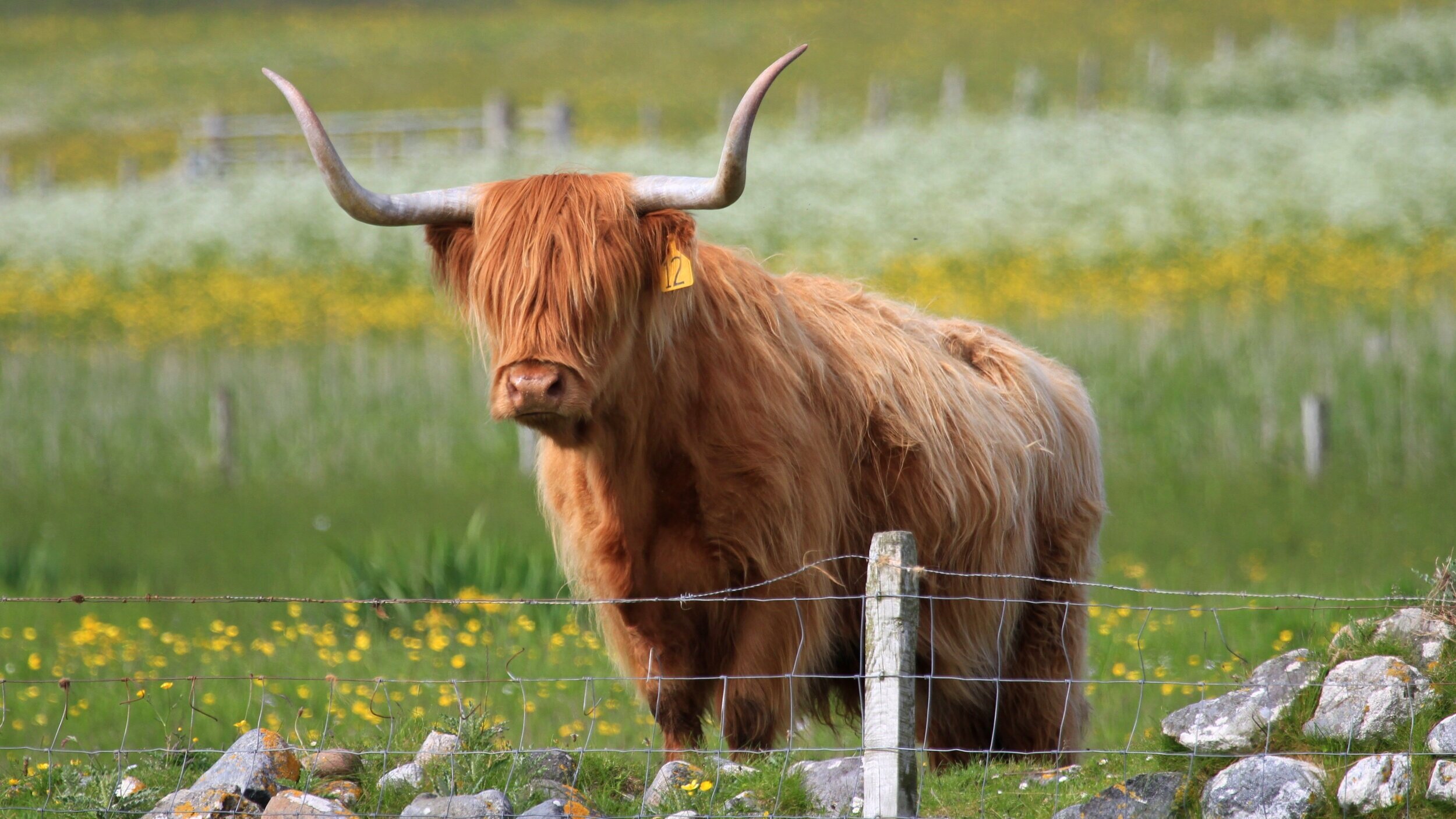 Grazing management for conservation plays an integral part in maintaining species diversity.