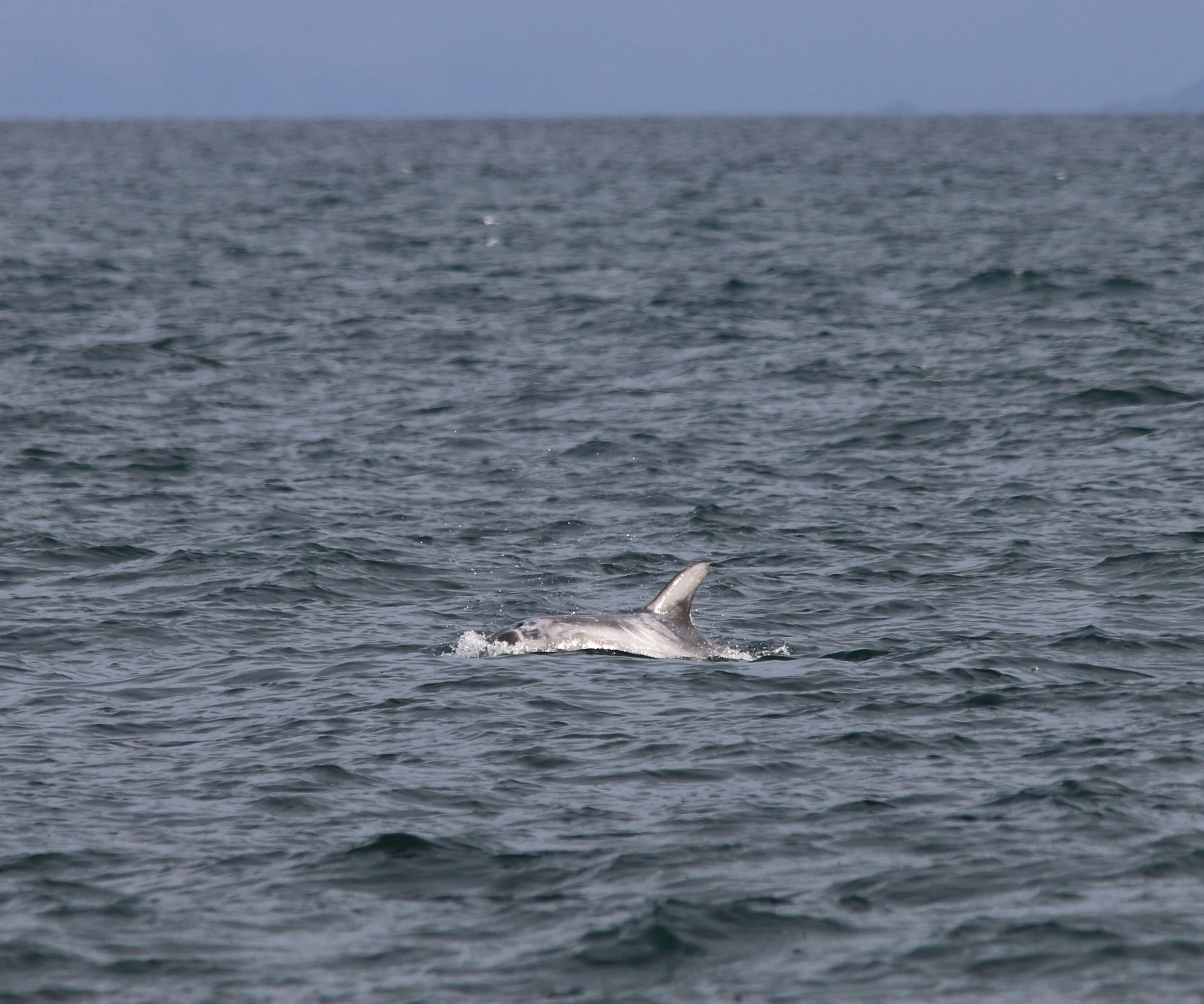 Risso’s dolphin encountered at the Shiant Islands