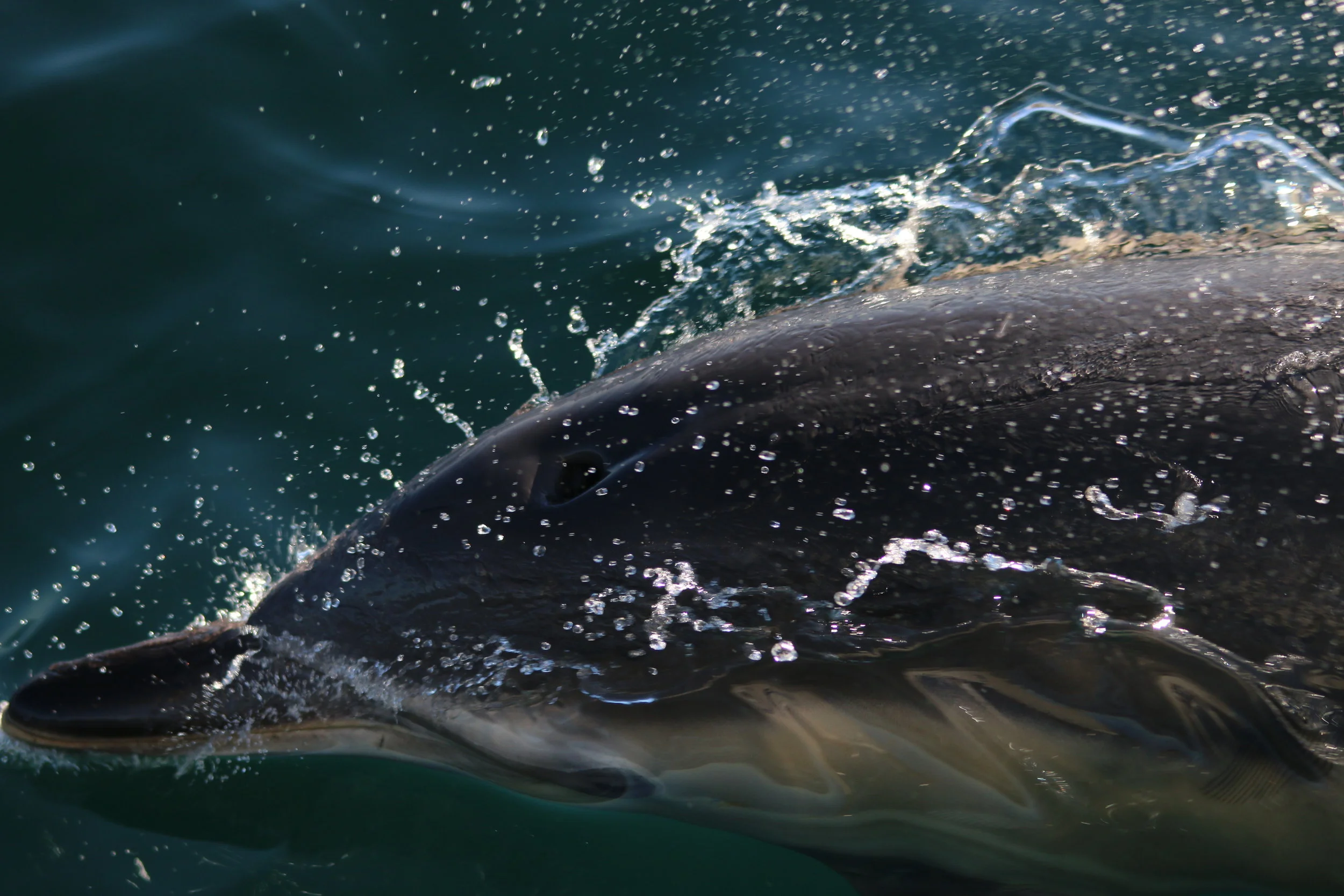 A truly epic wildlife experience on our last Kyle of Lochalsh survey!