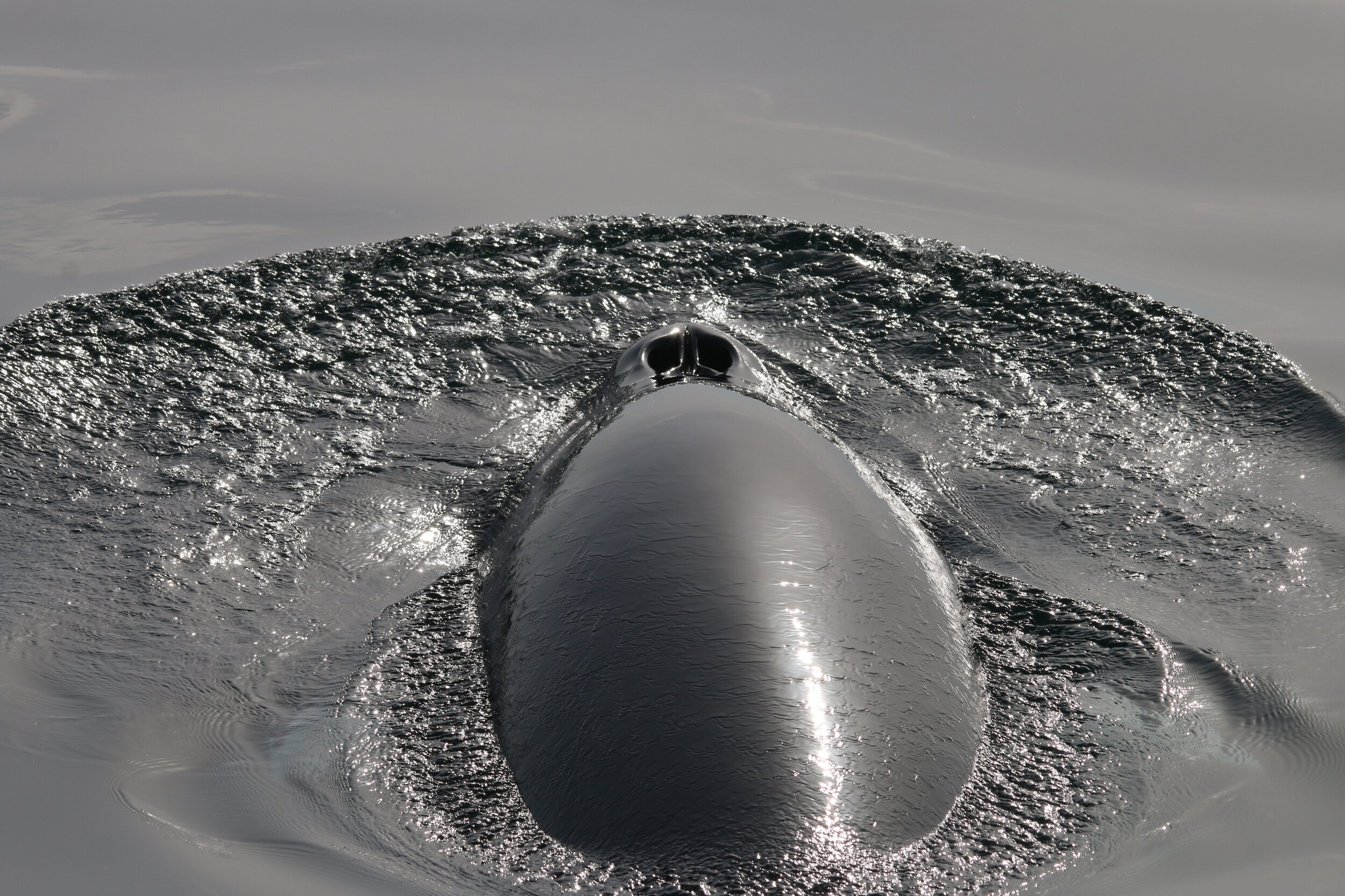 Minke Whale