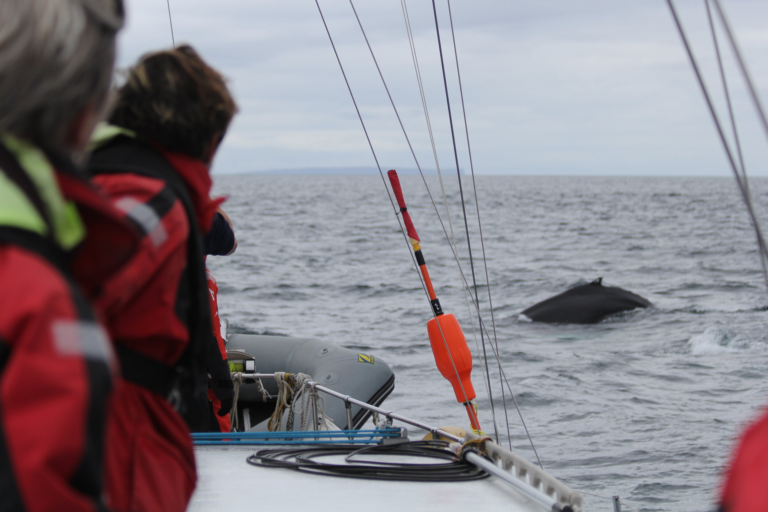 Research Expedition HWDT08: 13 - 24 July 2026