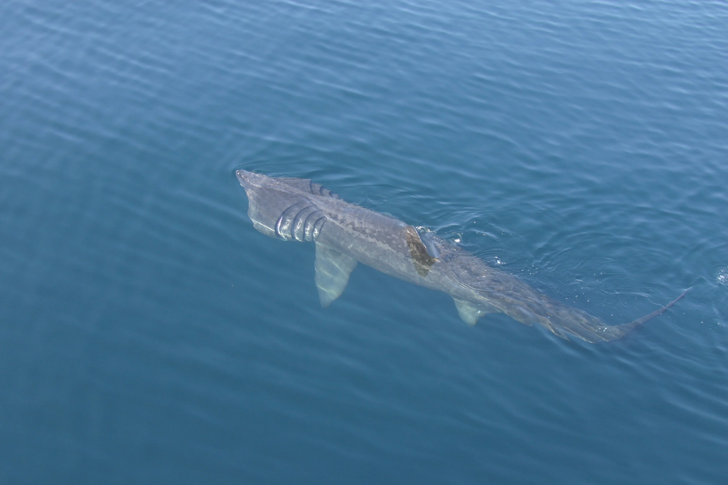 Research Expedition HWDT11: 09 - 15 August 2026