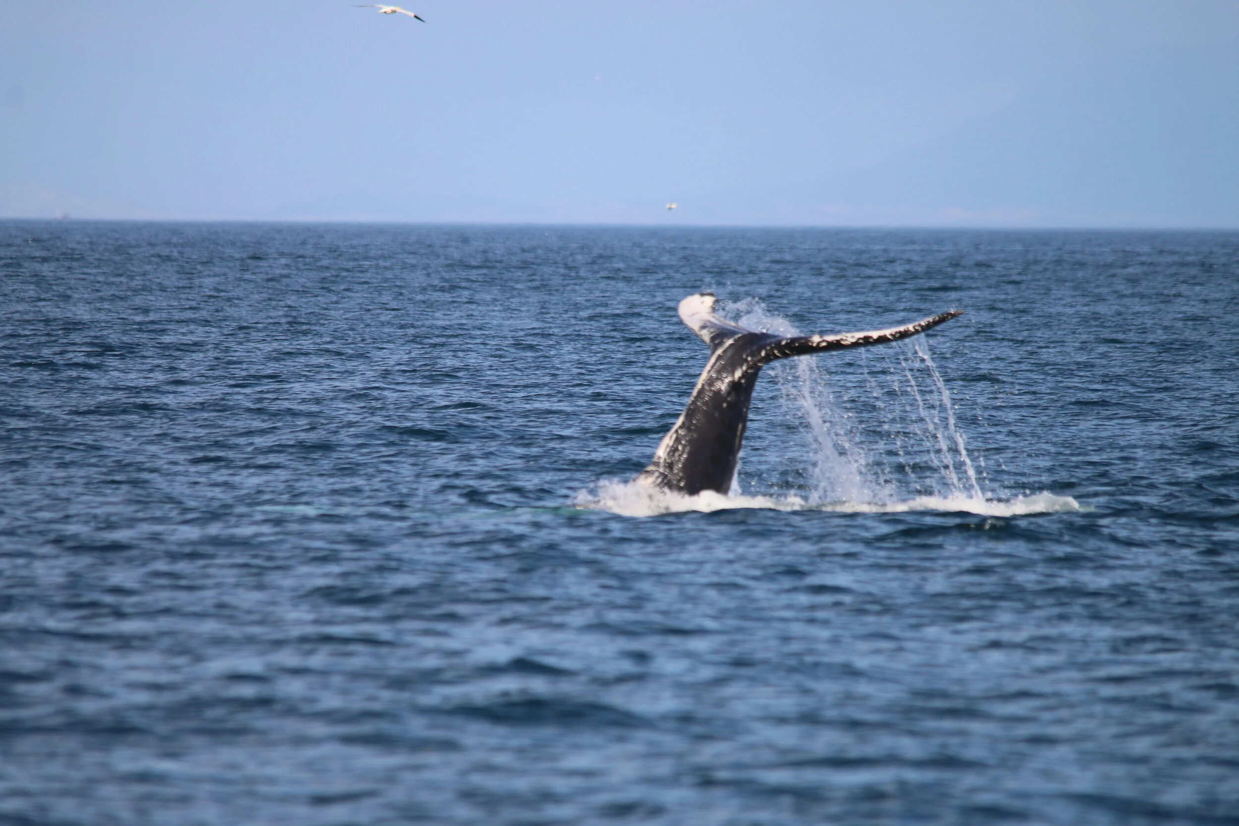 Your Wow Moments from National Whale and Dolphin Watch 