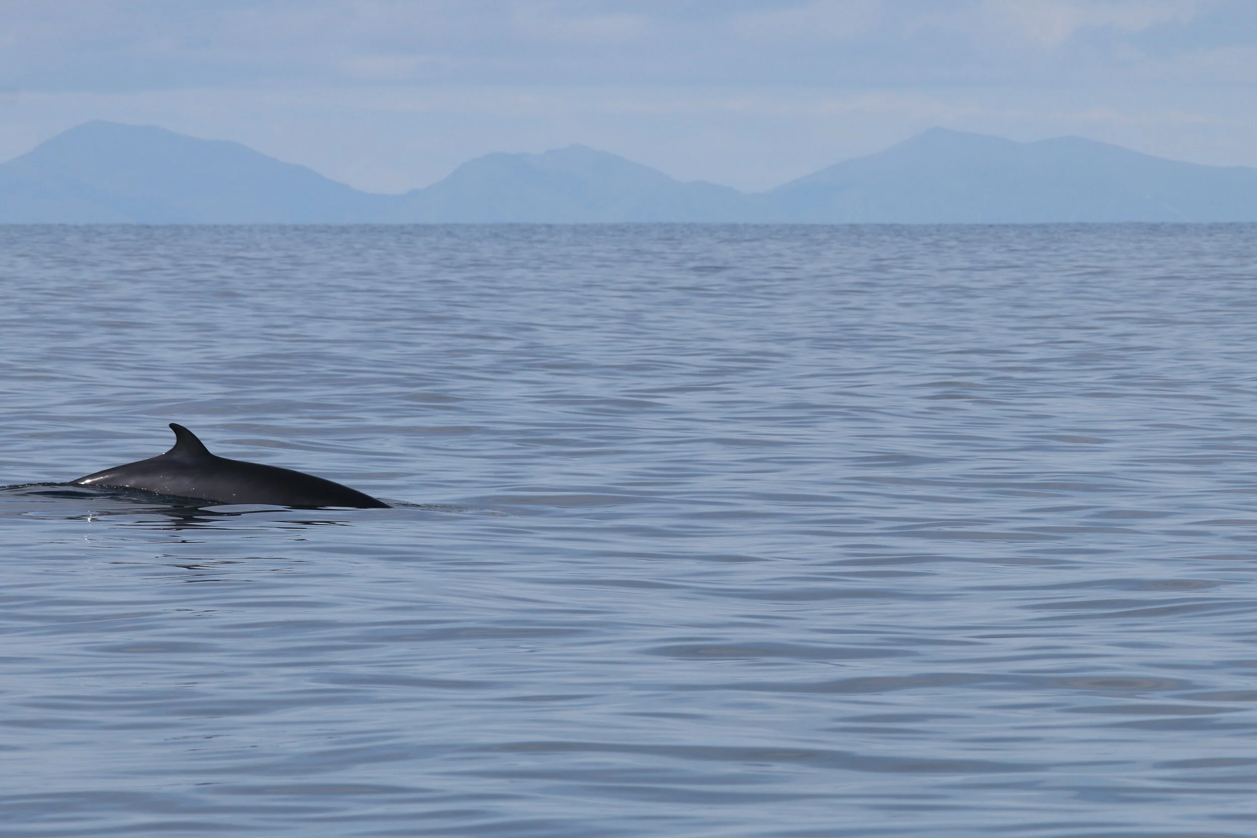 Famous fins return to Hebridean seas!