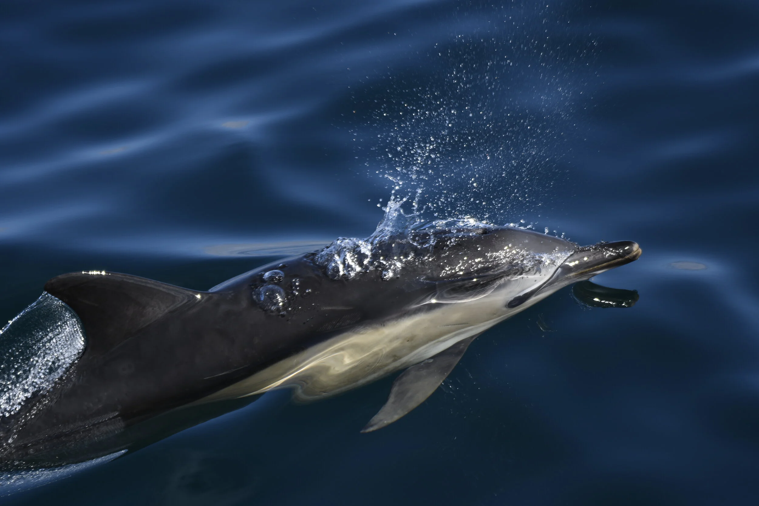 A Lockdown Sightings Summary 