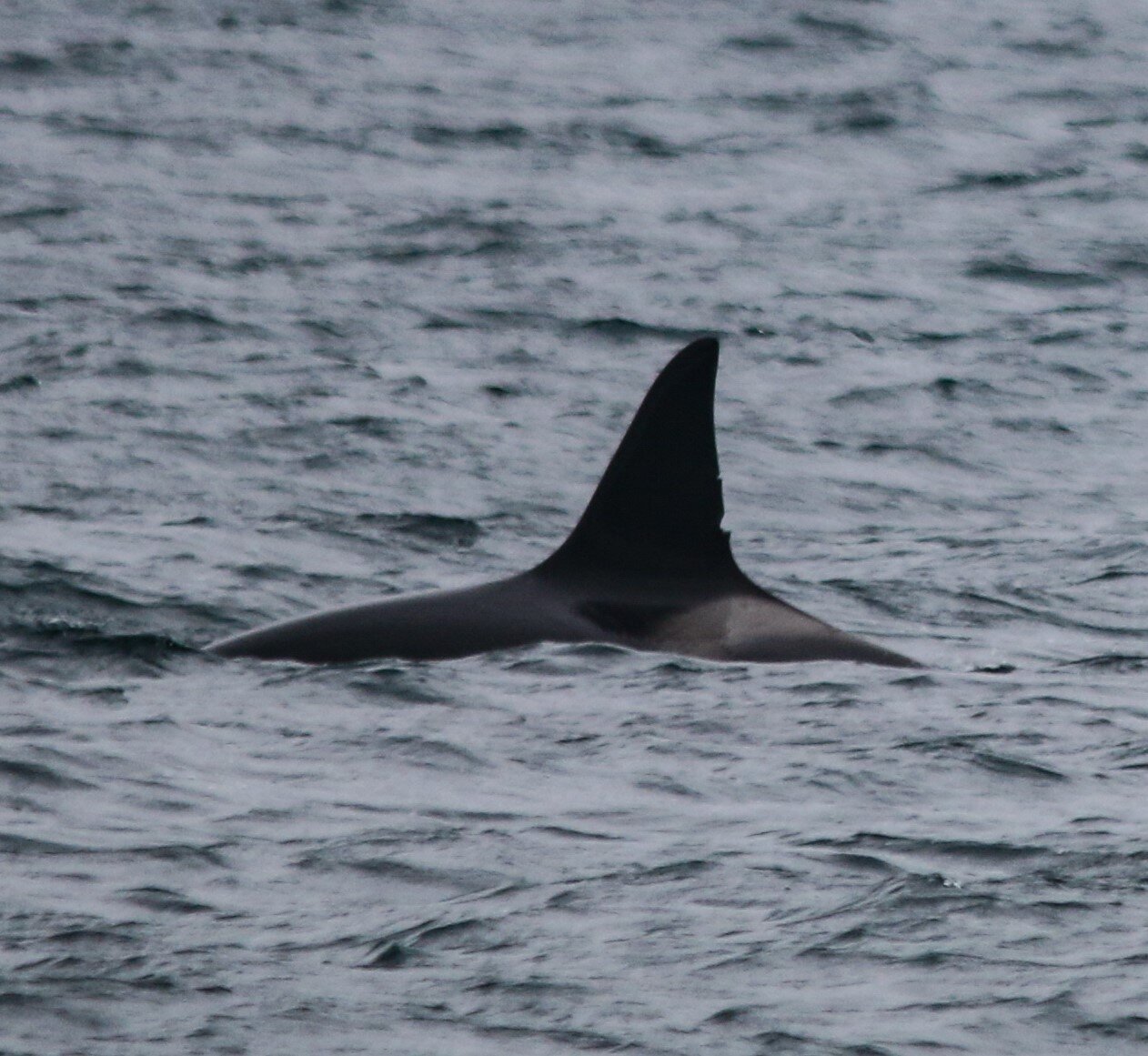 Scotland Norway Killer Whale Match 6.jpg