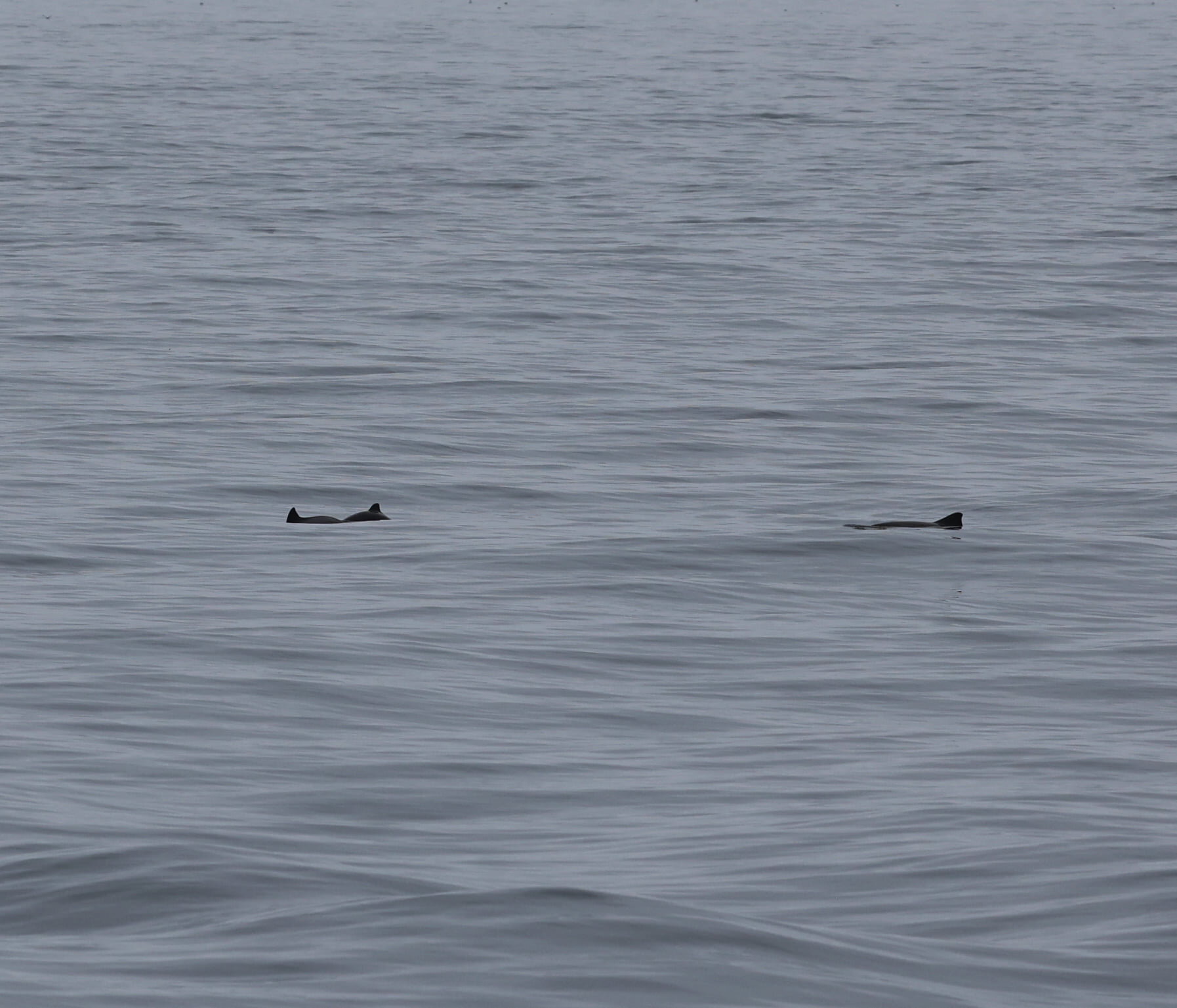 Harbour porpoises © Andy Tait, Sea Life Surveys