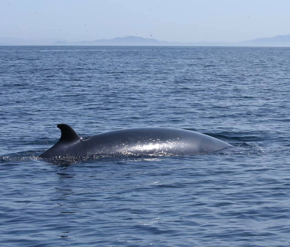 Minke whale ©  Susanne Nixon, Hebridean Whale Cruises, Gairloch