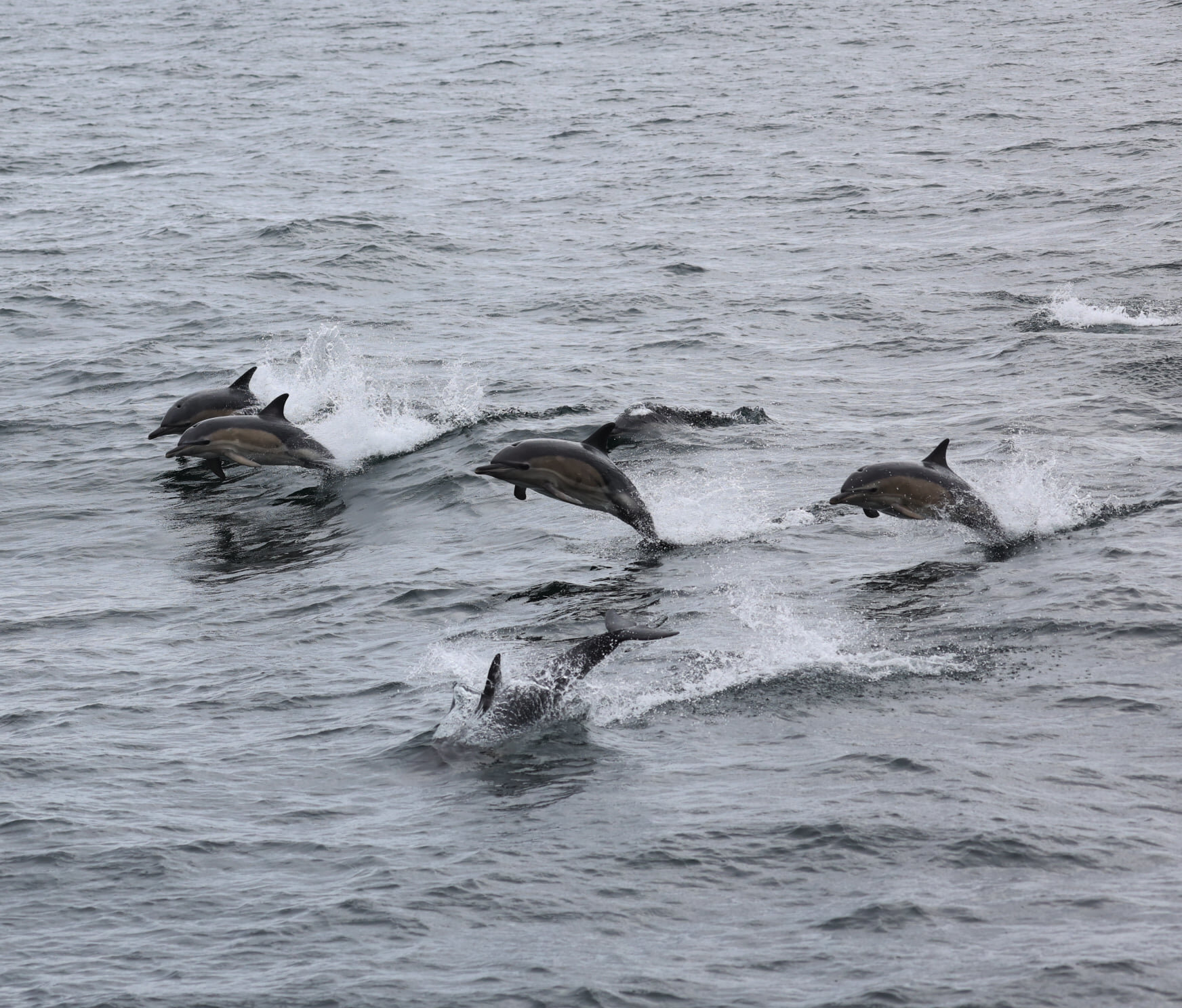 Common dolphins ©  Andy Tait, Sea Life Surveys