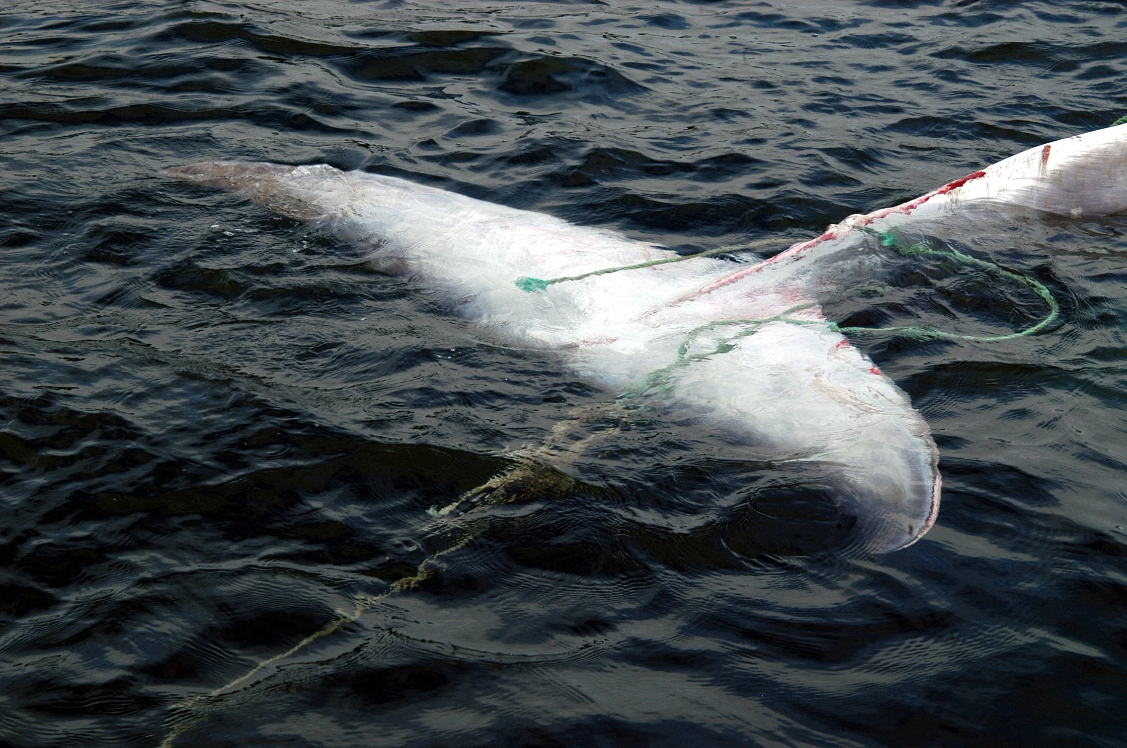 *PRESS RELEASE* Ground-breaking Scottish project to reduce marine animal entanglement in creel fishing gear