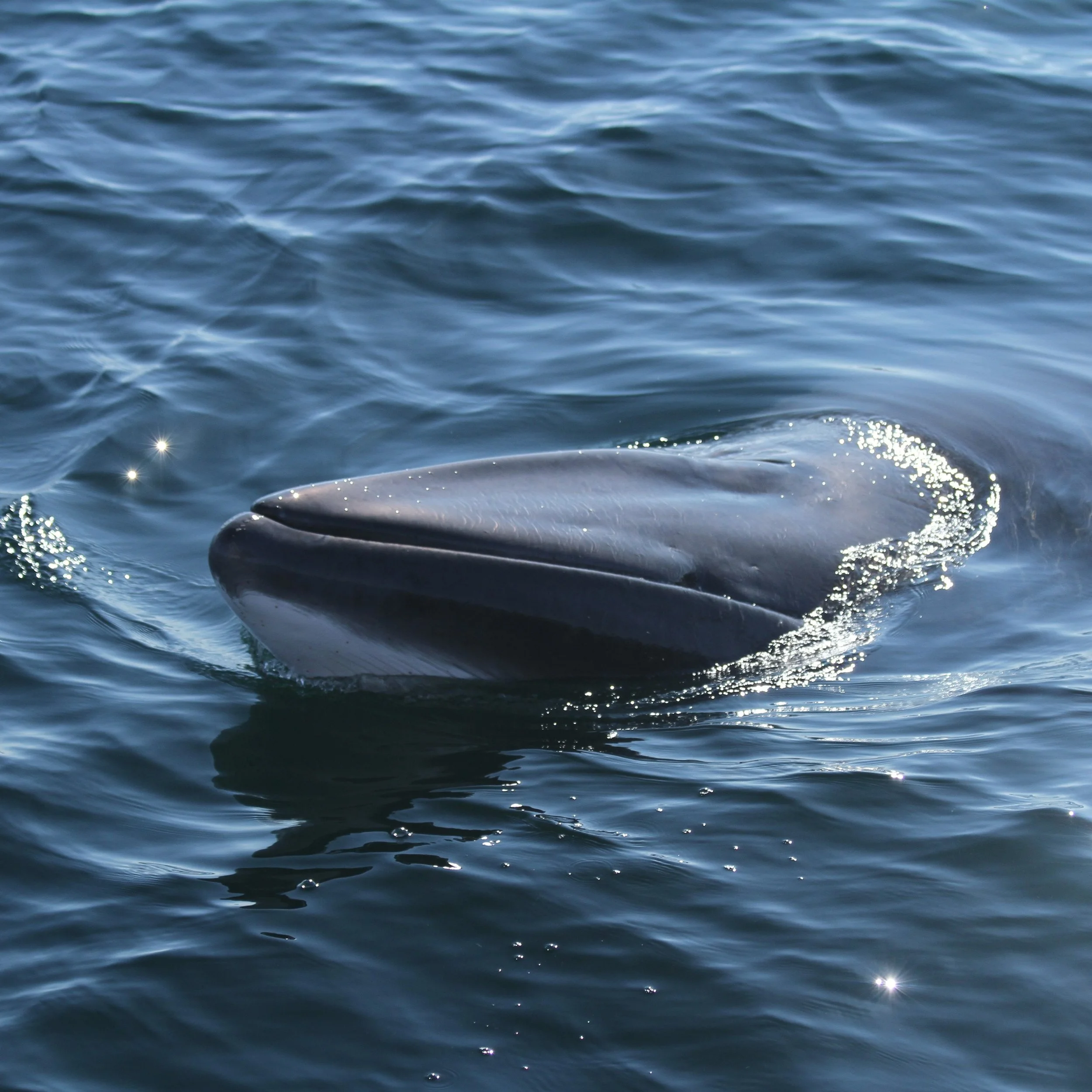 Partnership to protect whales raises over £2K 