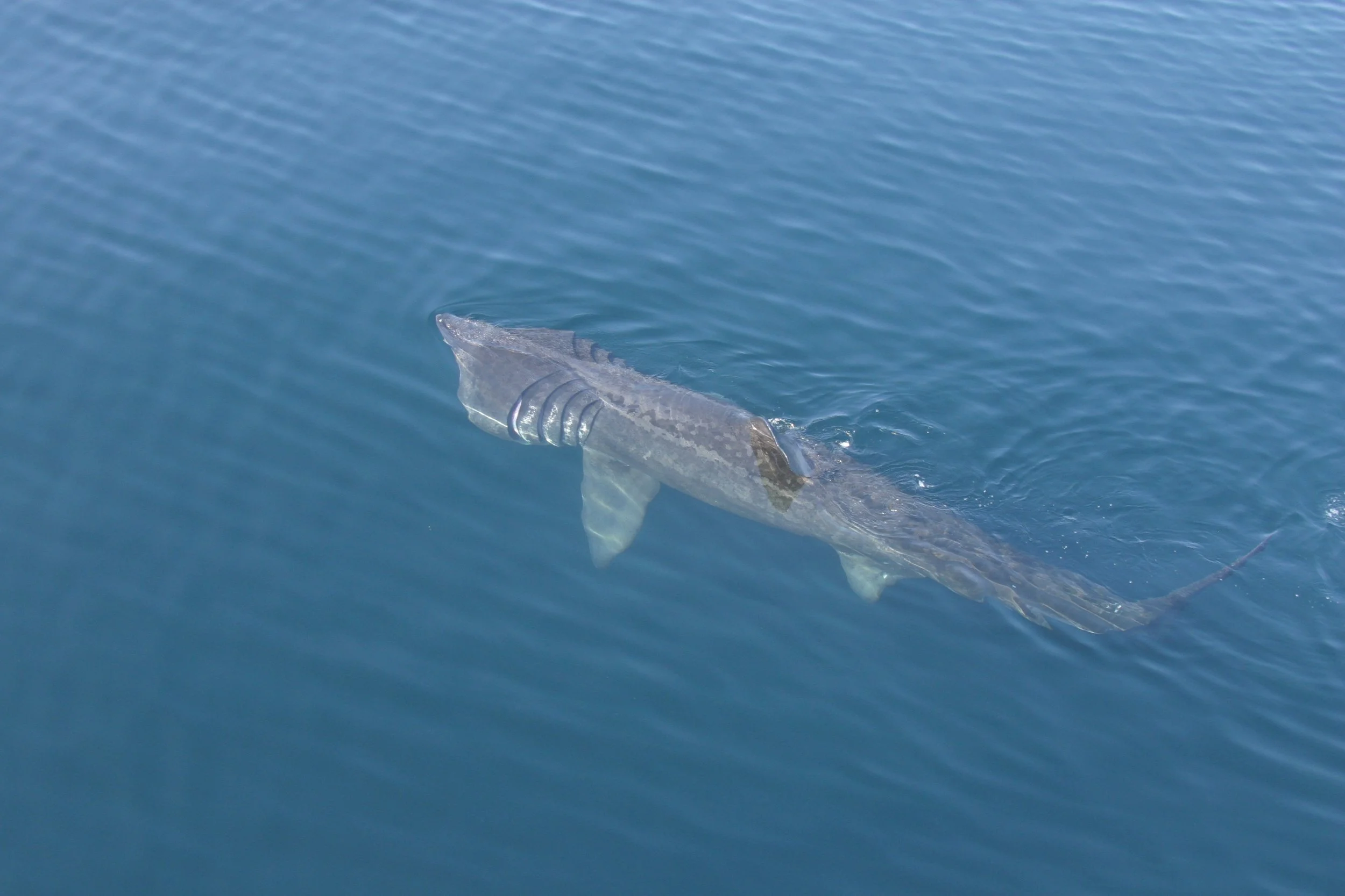 09 - 15 August 2026 *ONLY ONE BERTH AVAILABLE*