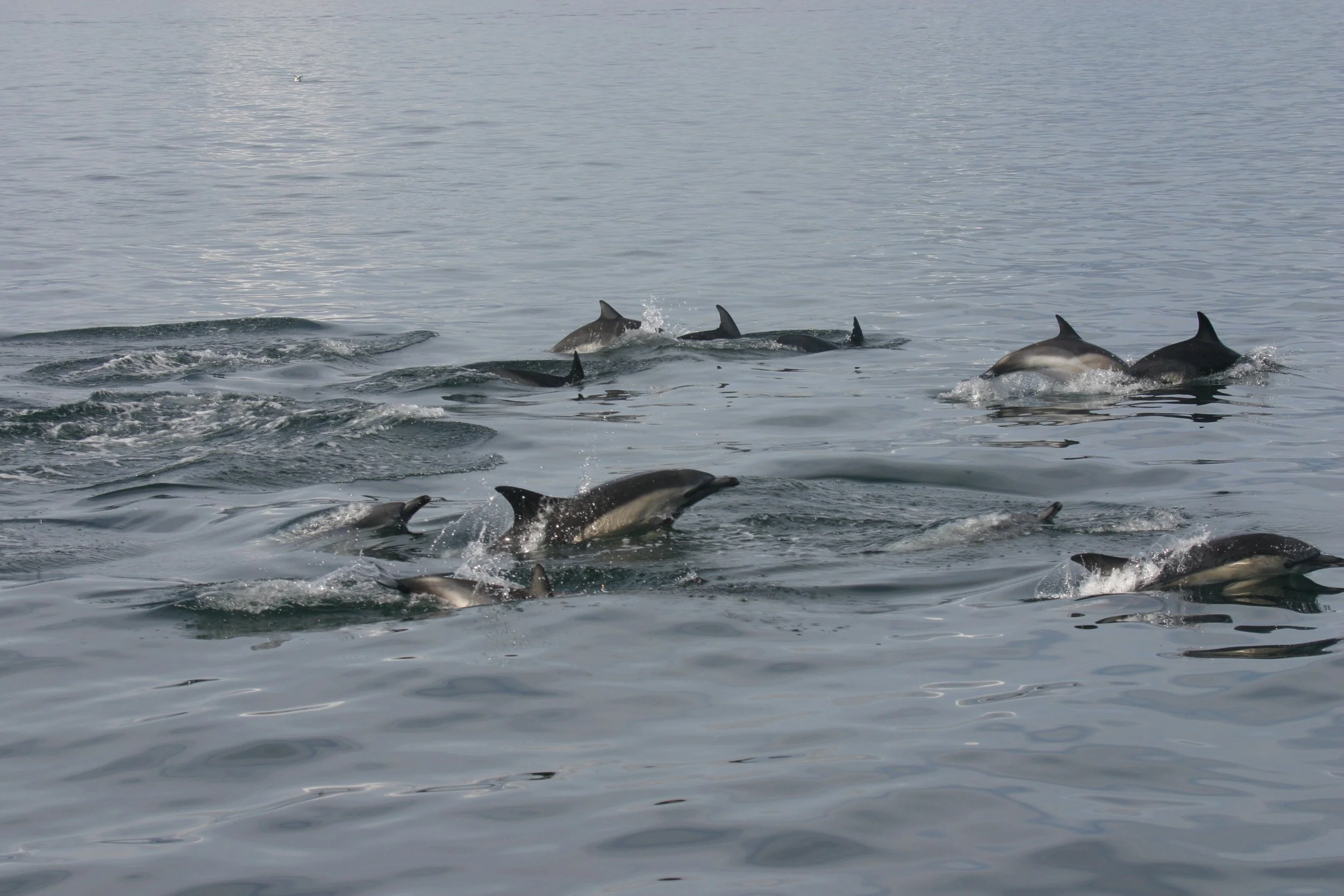 How to breach, leap or porpoise your way to conclusions: Whale Track behaviours