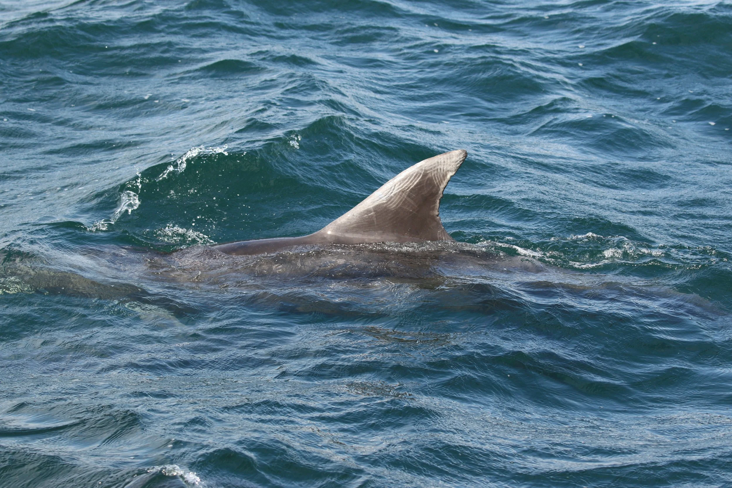 Swell, seas and surprise sightings onboard Silurian during eighth research expedition