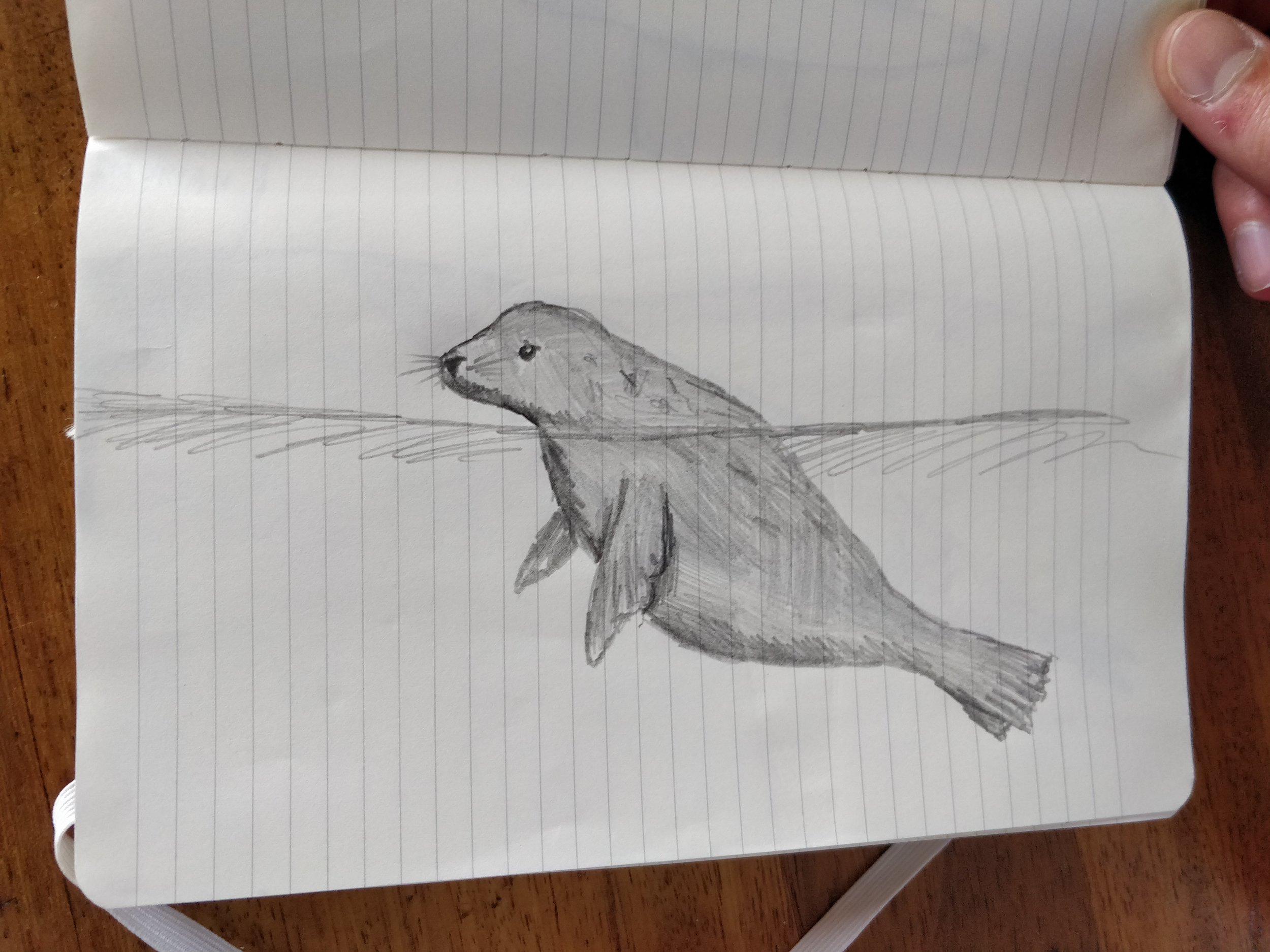 Seal drawing_Alex.jpg