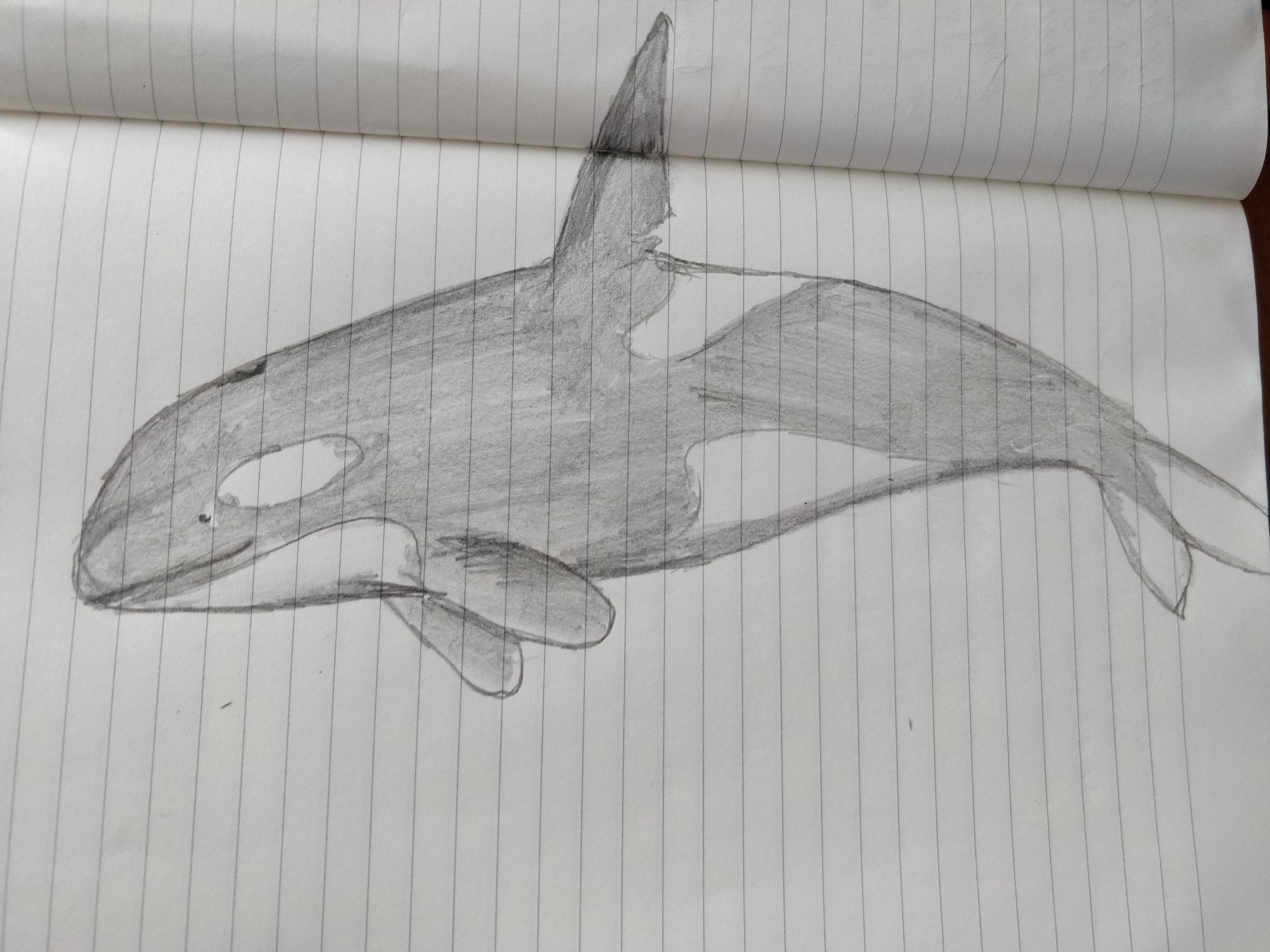 Orca drawing_Alex.jpg