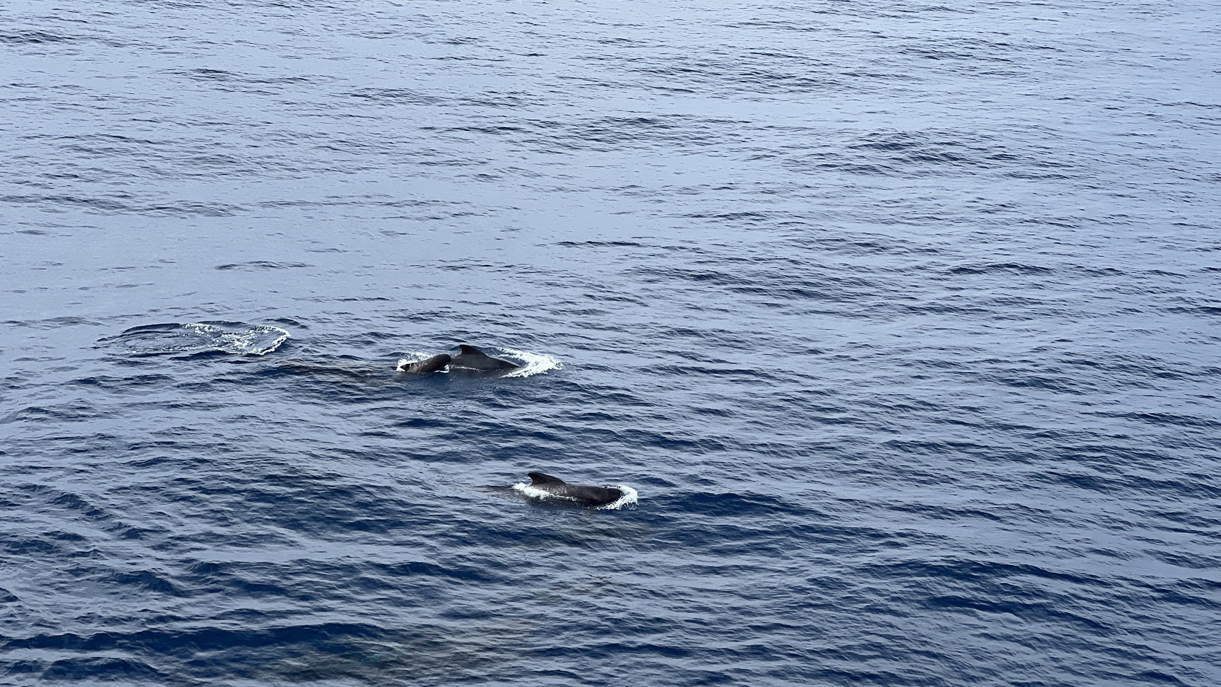 Pilot whales ©Kevin Rae