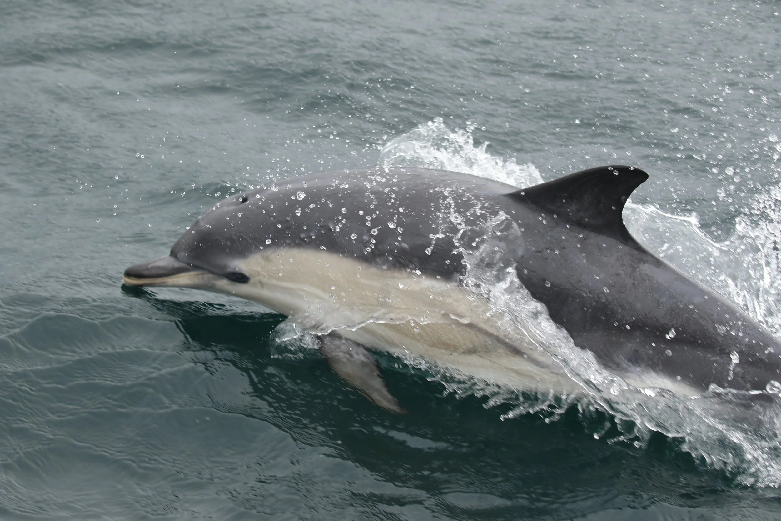 Howling winds and dolphin fins for the twelth research expedition of 2022