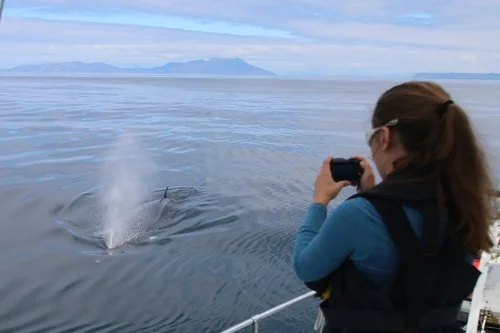 ONLINE TRAINING: Whale Track and Photo ID