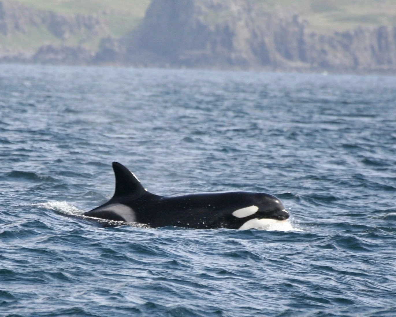 Killer Whale Mums Mean Business