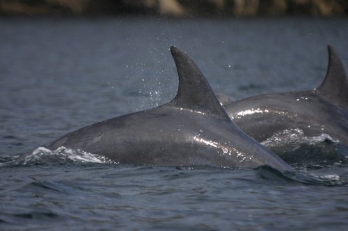 BOTTLENOSE DOLPHINS (coming soon)