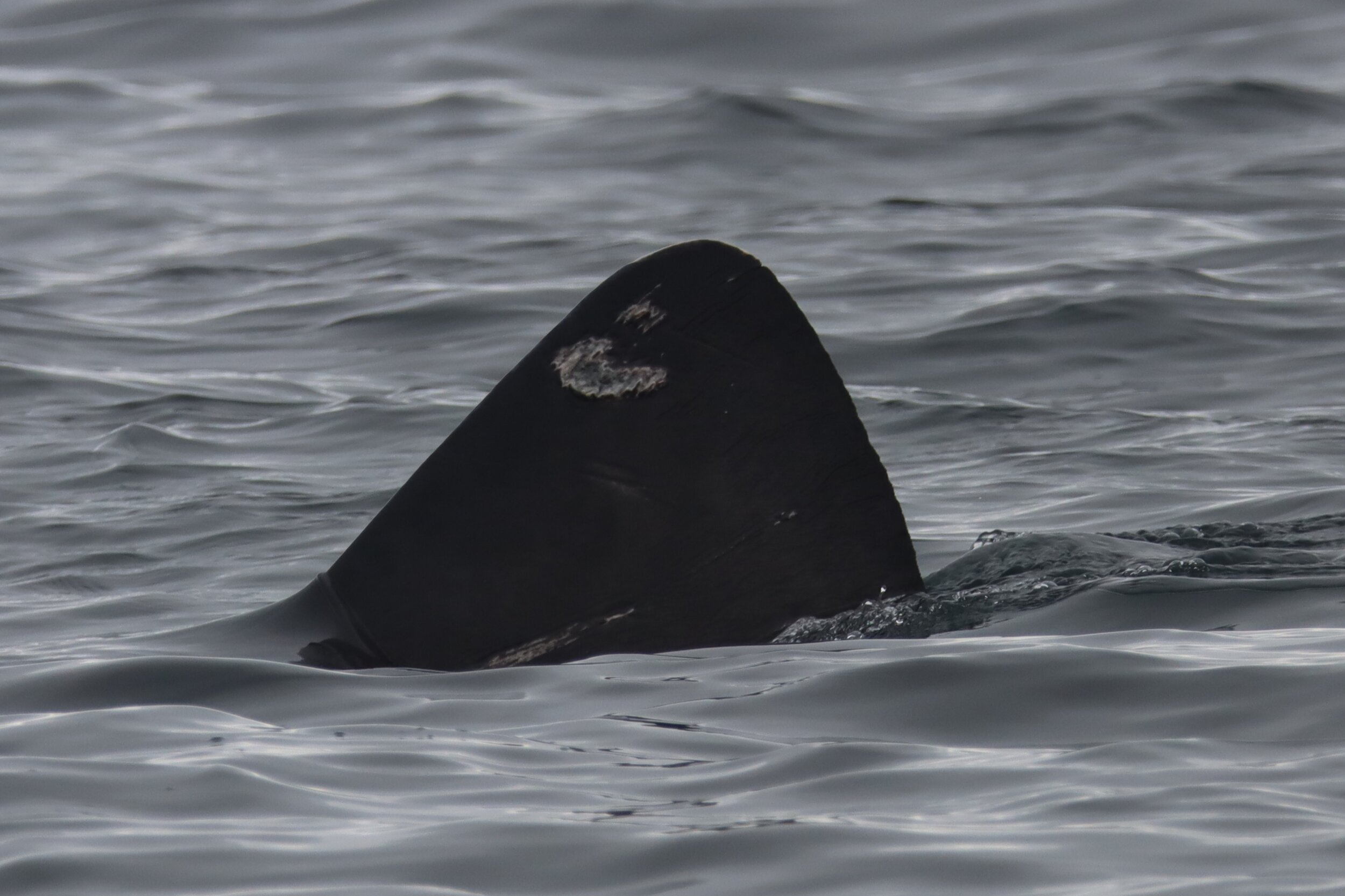 Basking shark 2.jpg