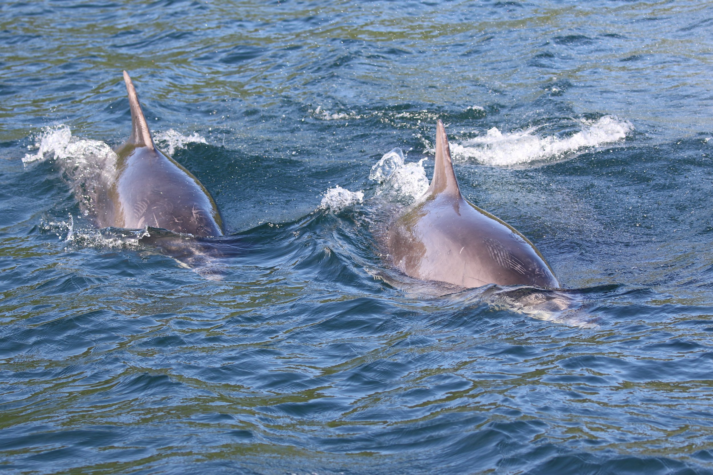 Bottlenose dolphins at breakfast during eighth research expedition of 2023