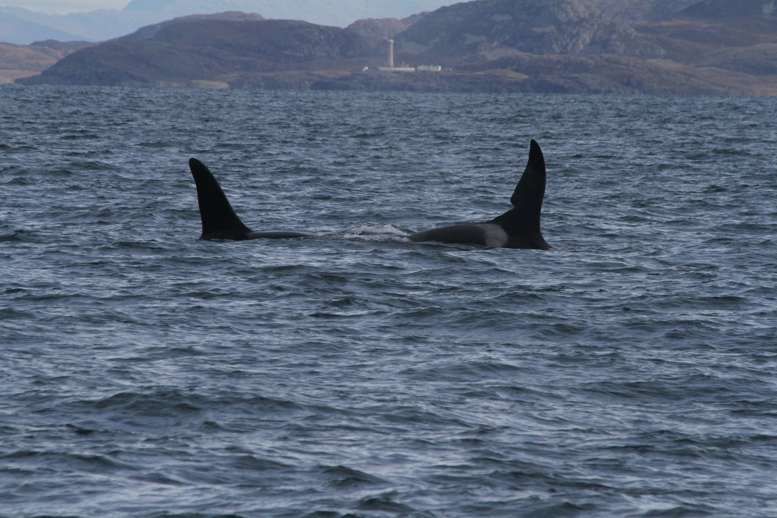Telling the Tale of the West Coast Killer Whale