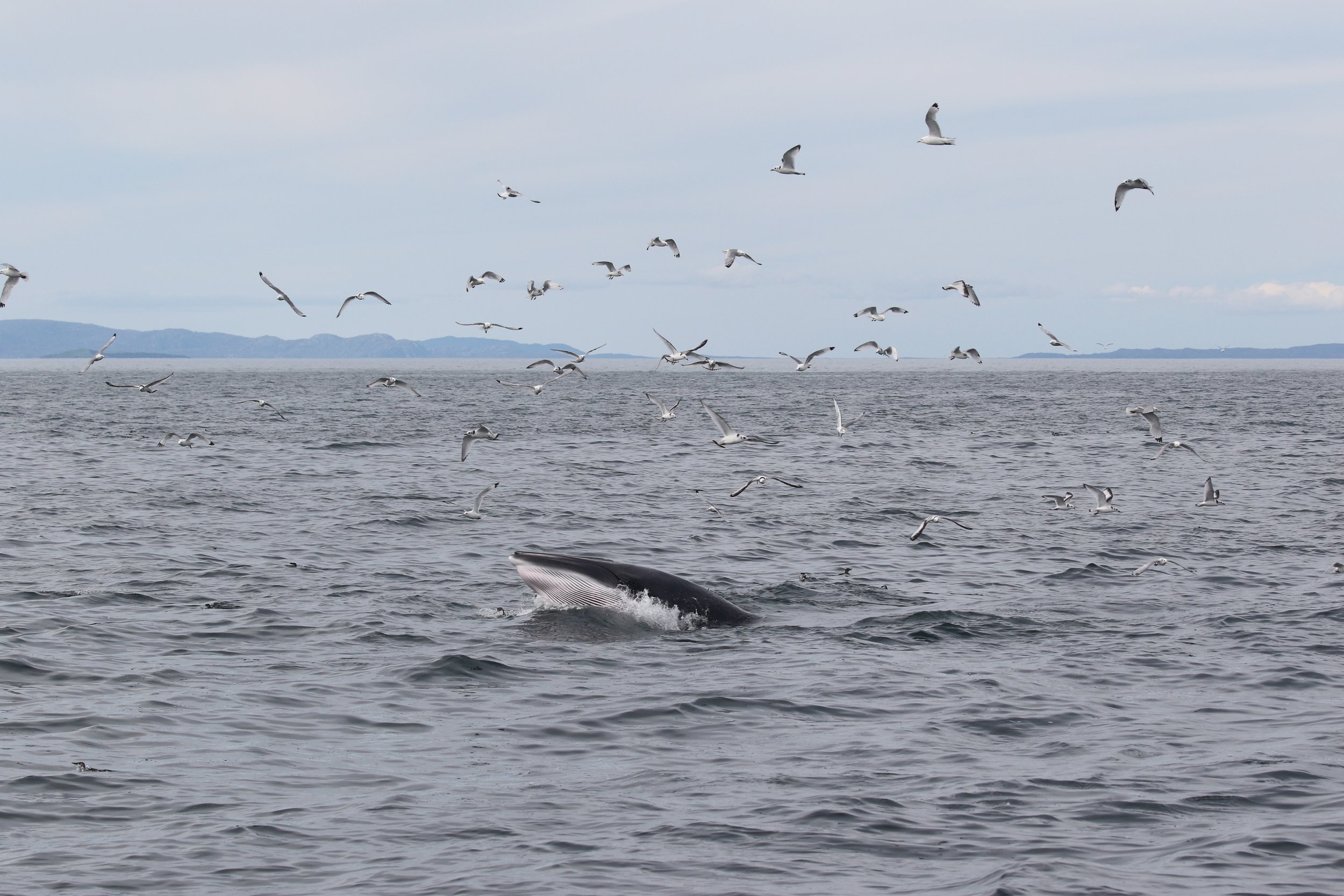 Lunge-feeding minke whales wow the team during twelfth expedition