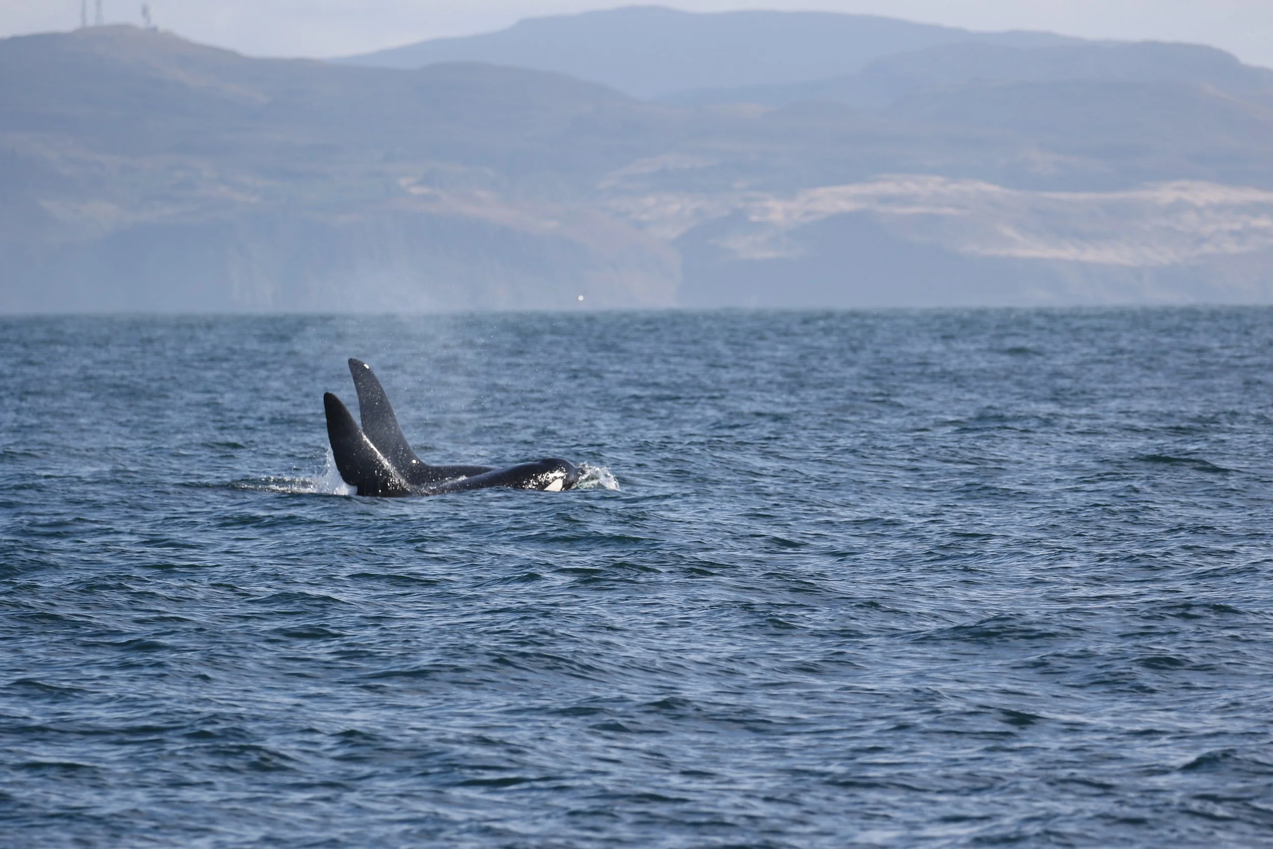 Killer whales kick-start fourteenth research expedition
