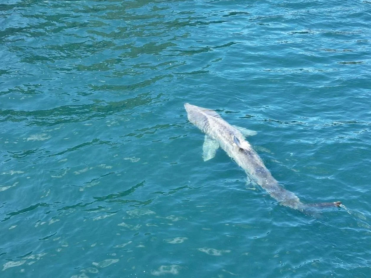 A Summer of Superb Sightings: Whale Track Summary