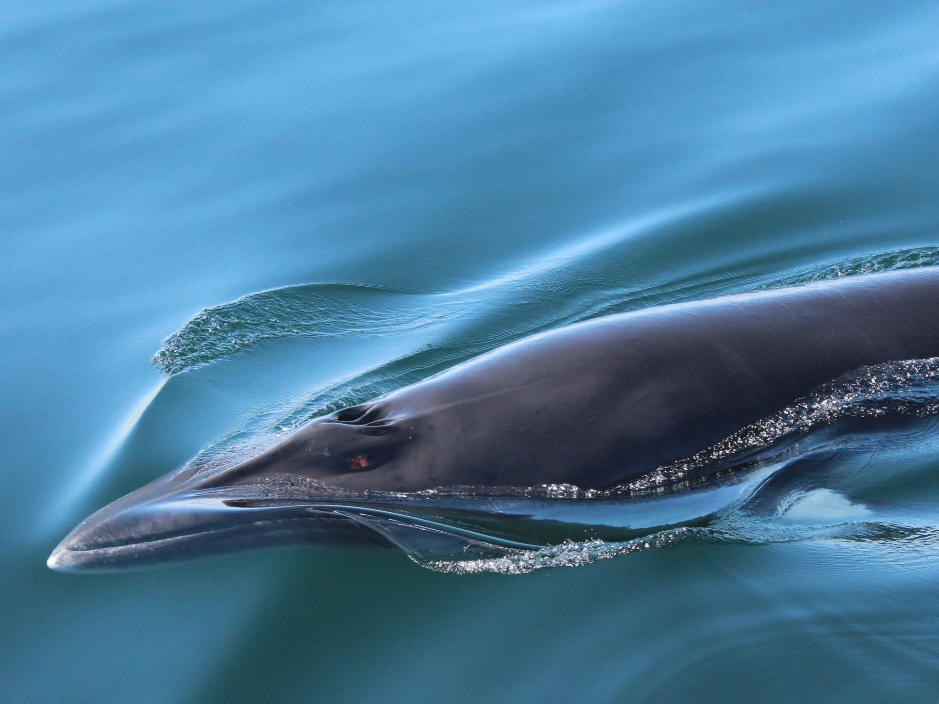 Lindblad Expeditions partners with HWDT to protect Scottish whales and dolphins.