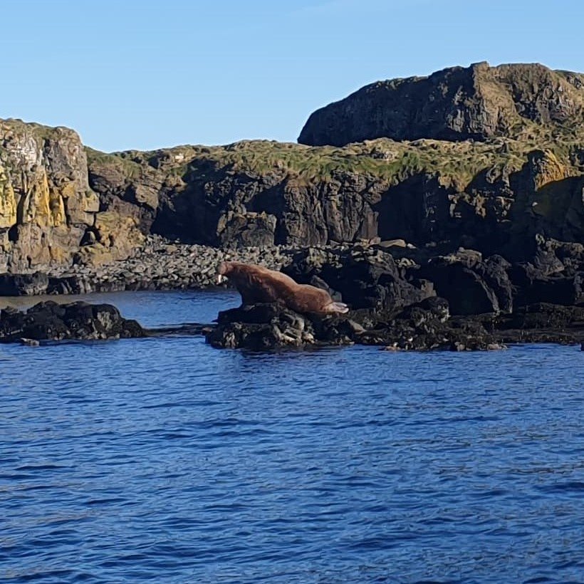 Walrus 2_Treshnish Isles_Feb 2023_Square.jpg