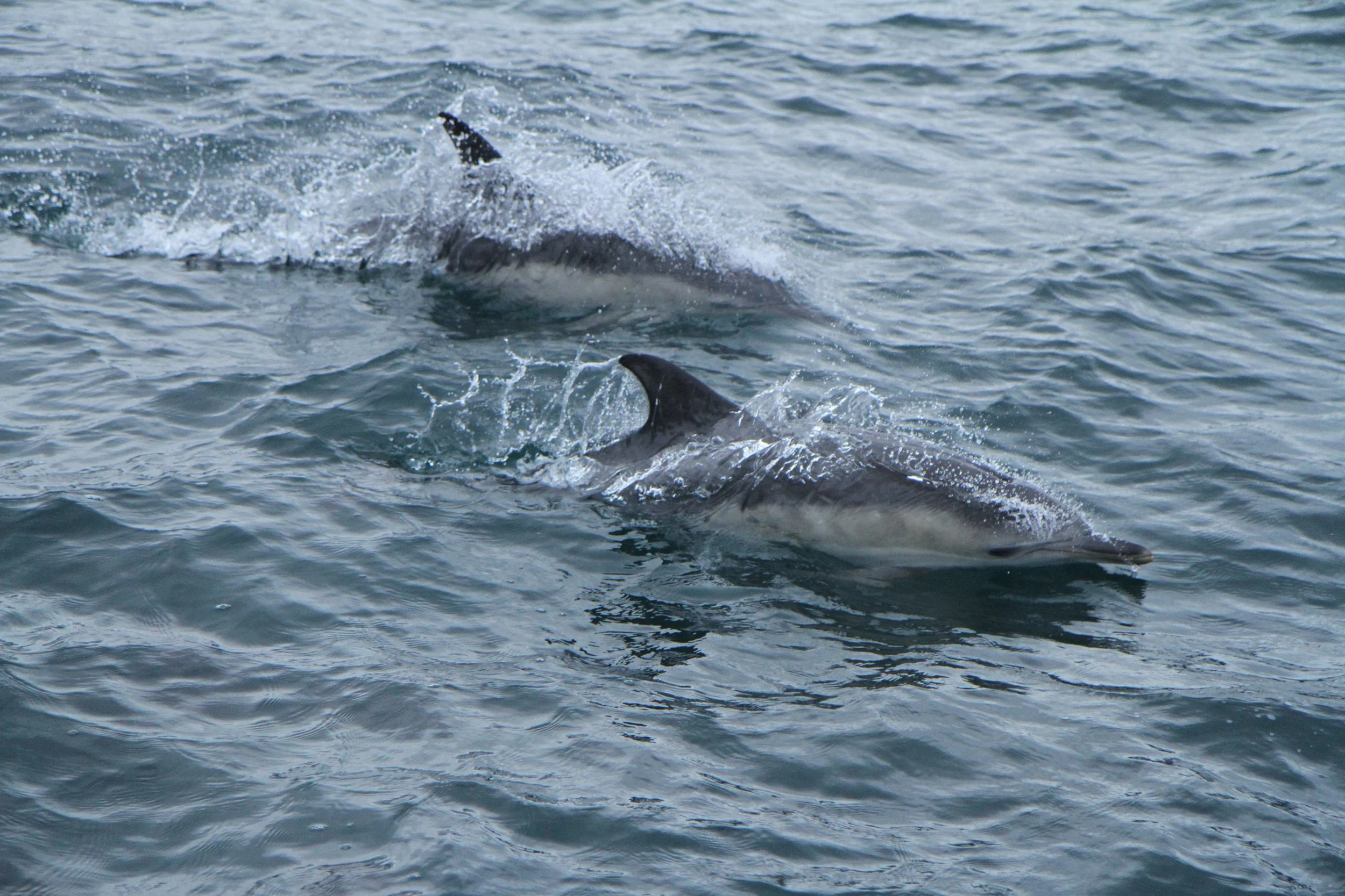 Dolphins galore on sixteenth survey of the year!