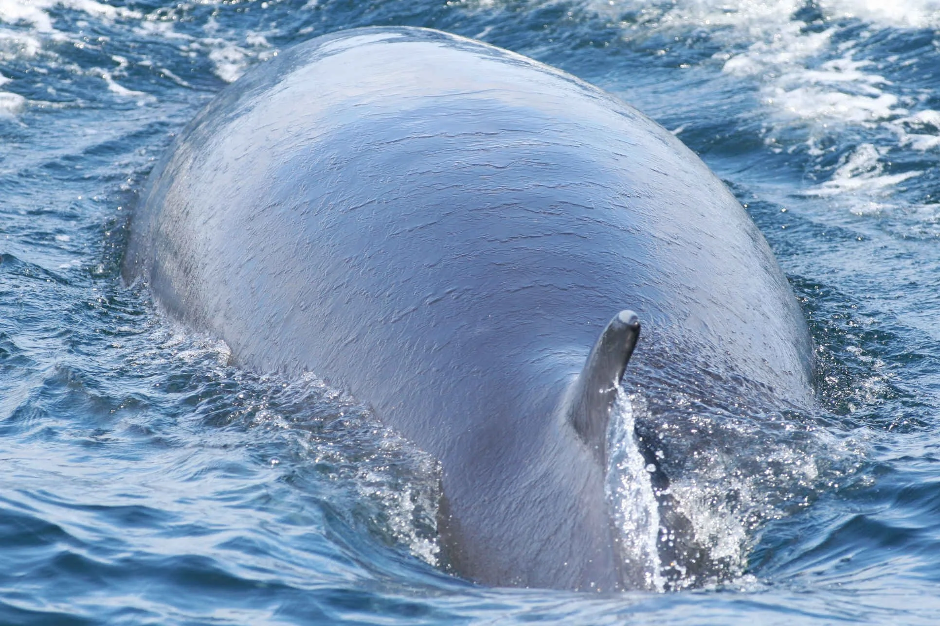 © Sea Life Surveys
