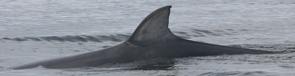Minke whale: Knobble #FD27 — Hebridean Whale & Dolphin Trust